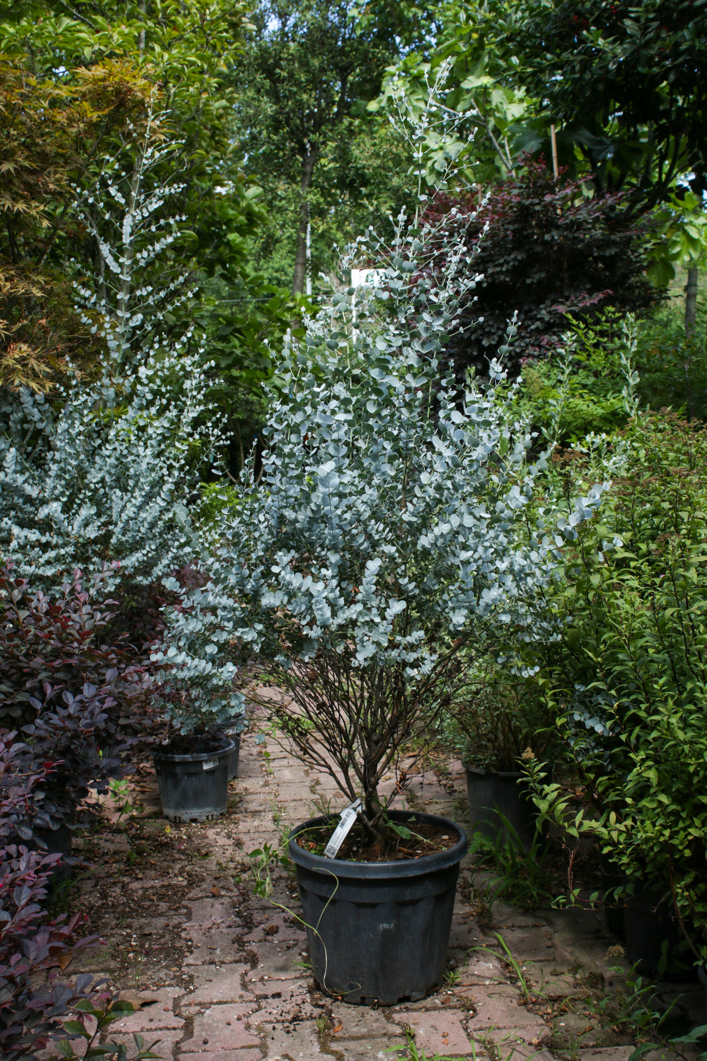 Eucalyptus (Okaliptus Ağacı)
