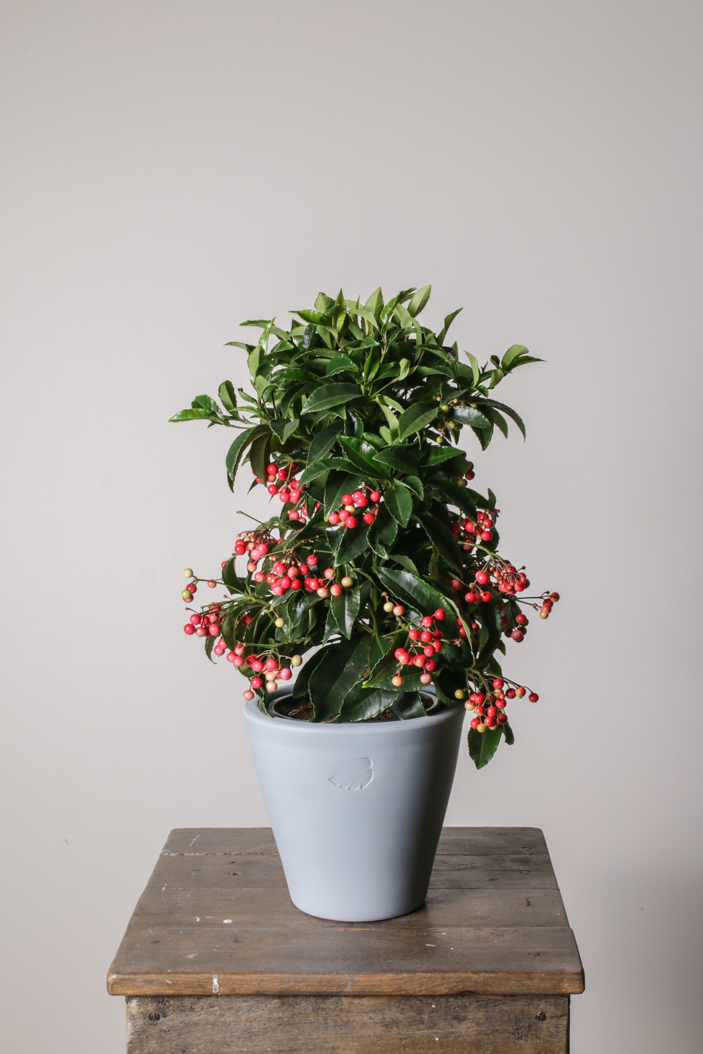 Ardisia