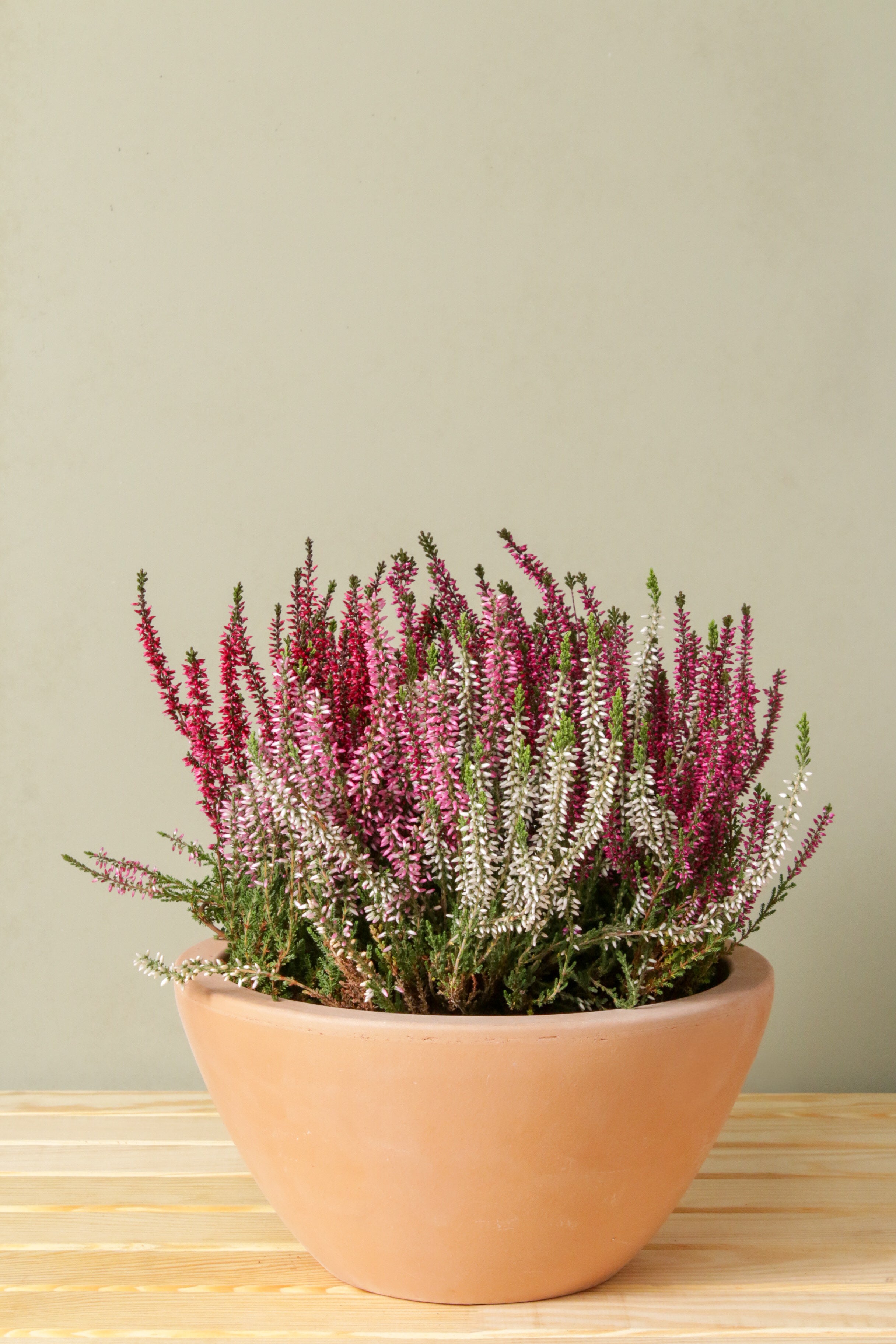 Cup of Calluna