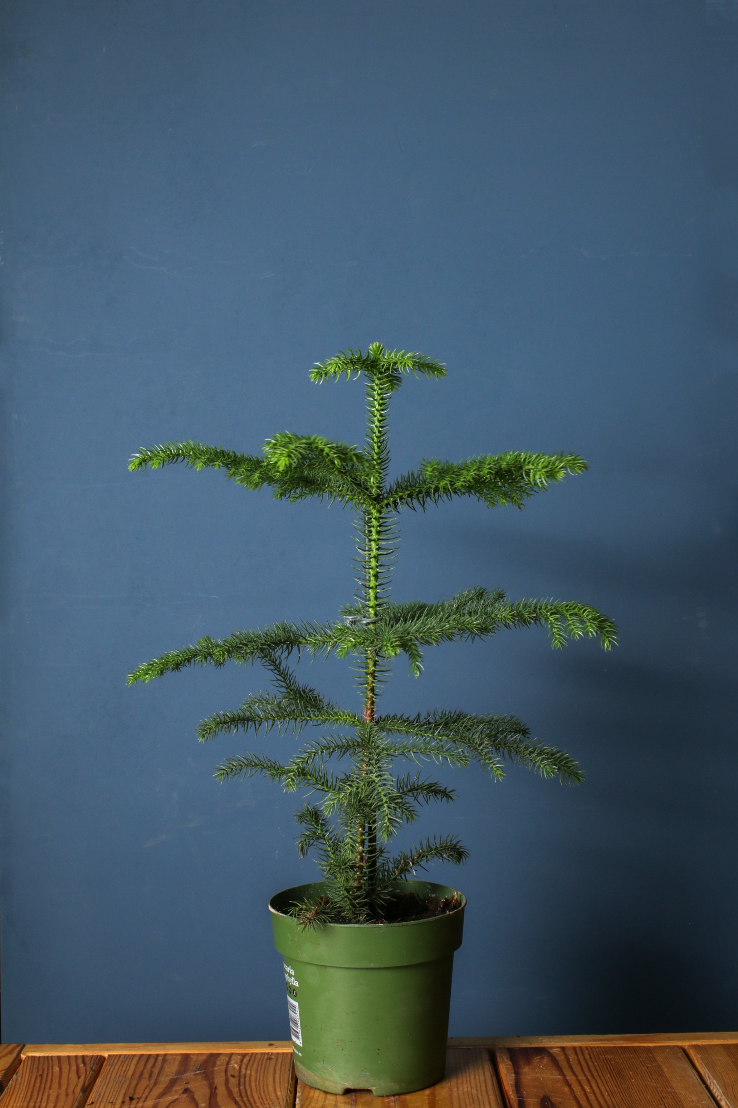 Araucaria (Salon Çamı)