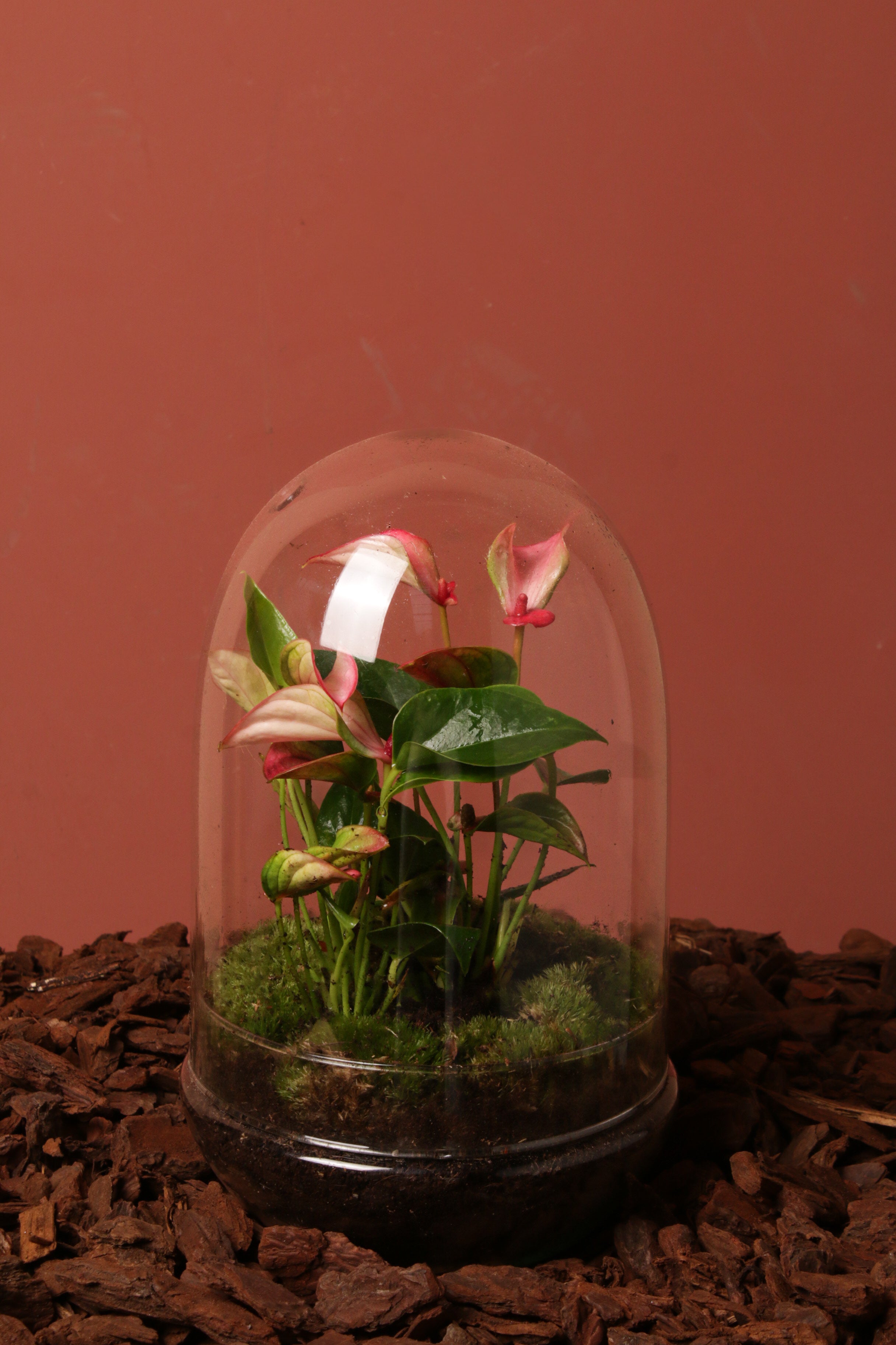 Pink Colette