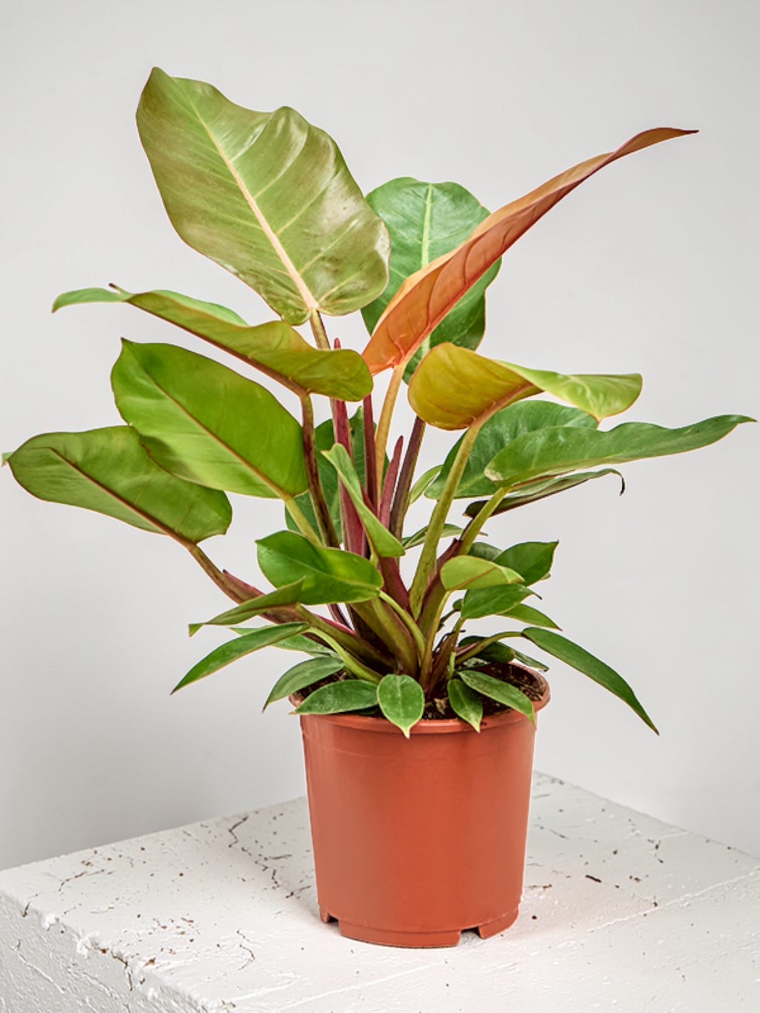 Philodendron Ailesi | Egzotik & Sarkıt Bitkiler | Jungleous
