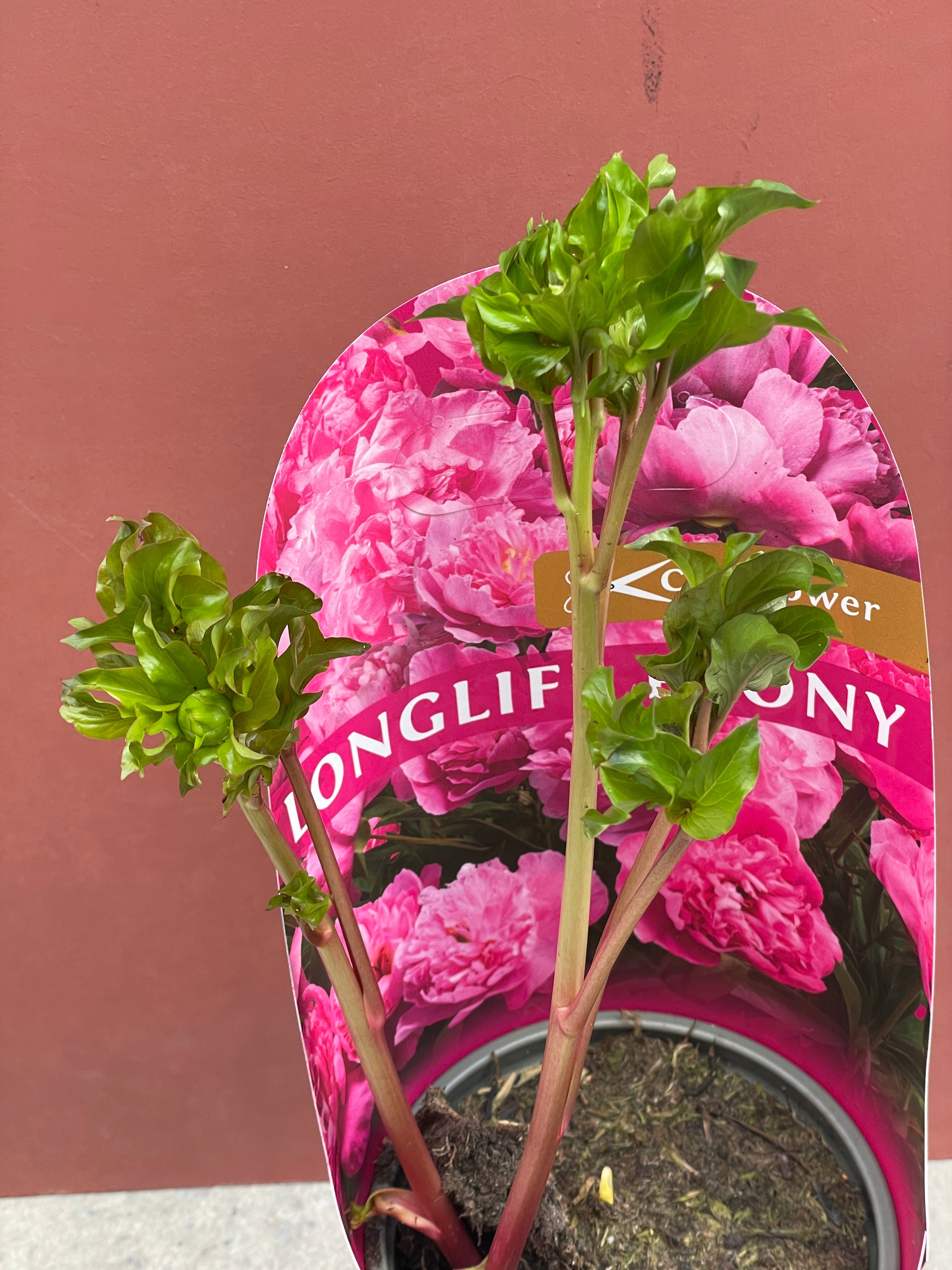 Saksıda Şakayık (Peony Pembe)