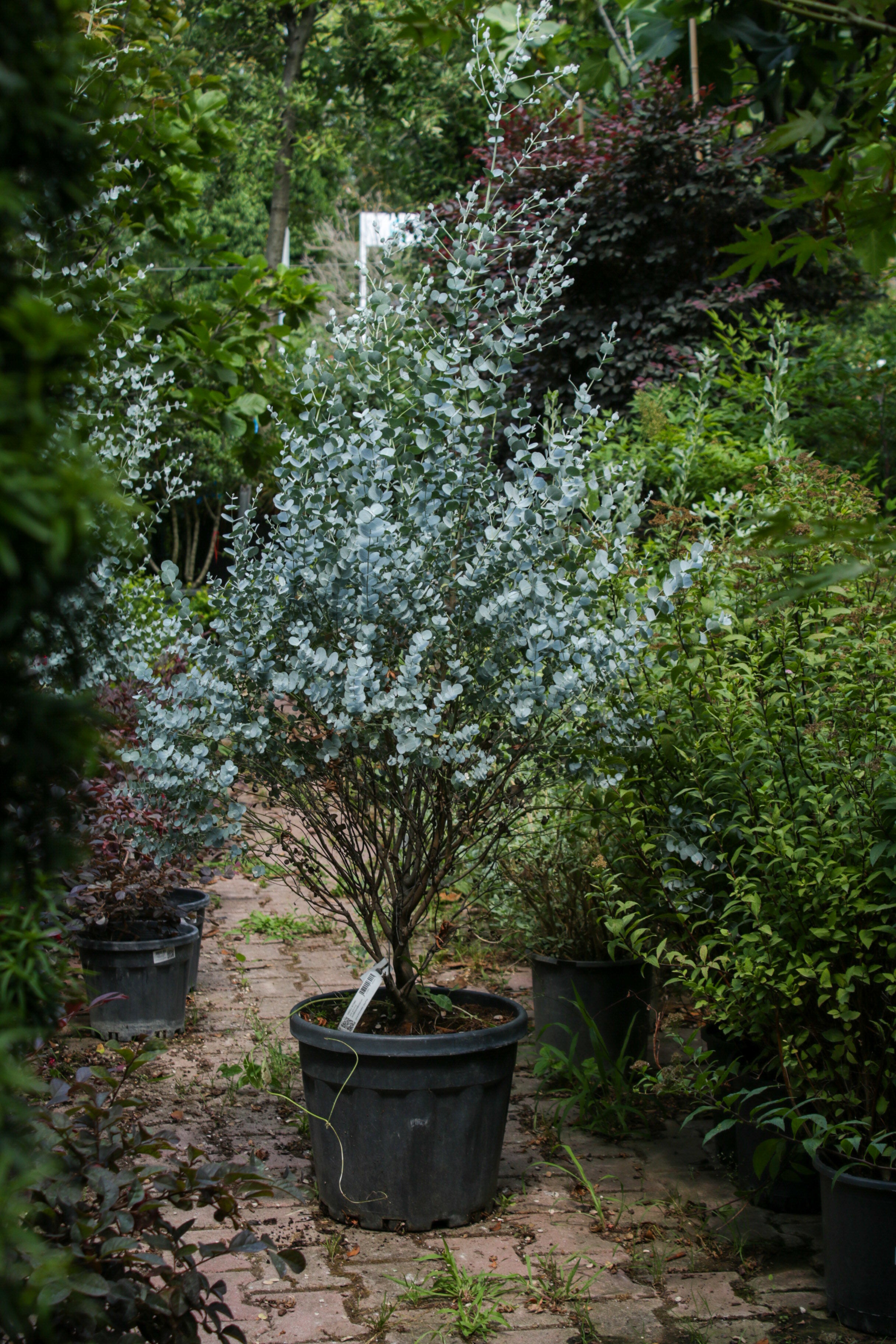 Eucalyptus (Okaliptus Ağacı)