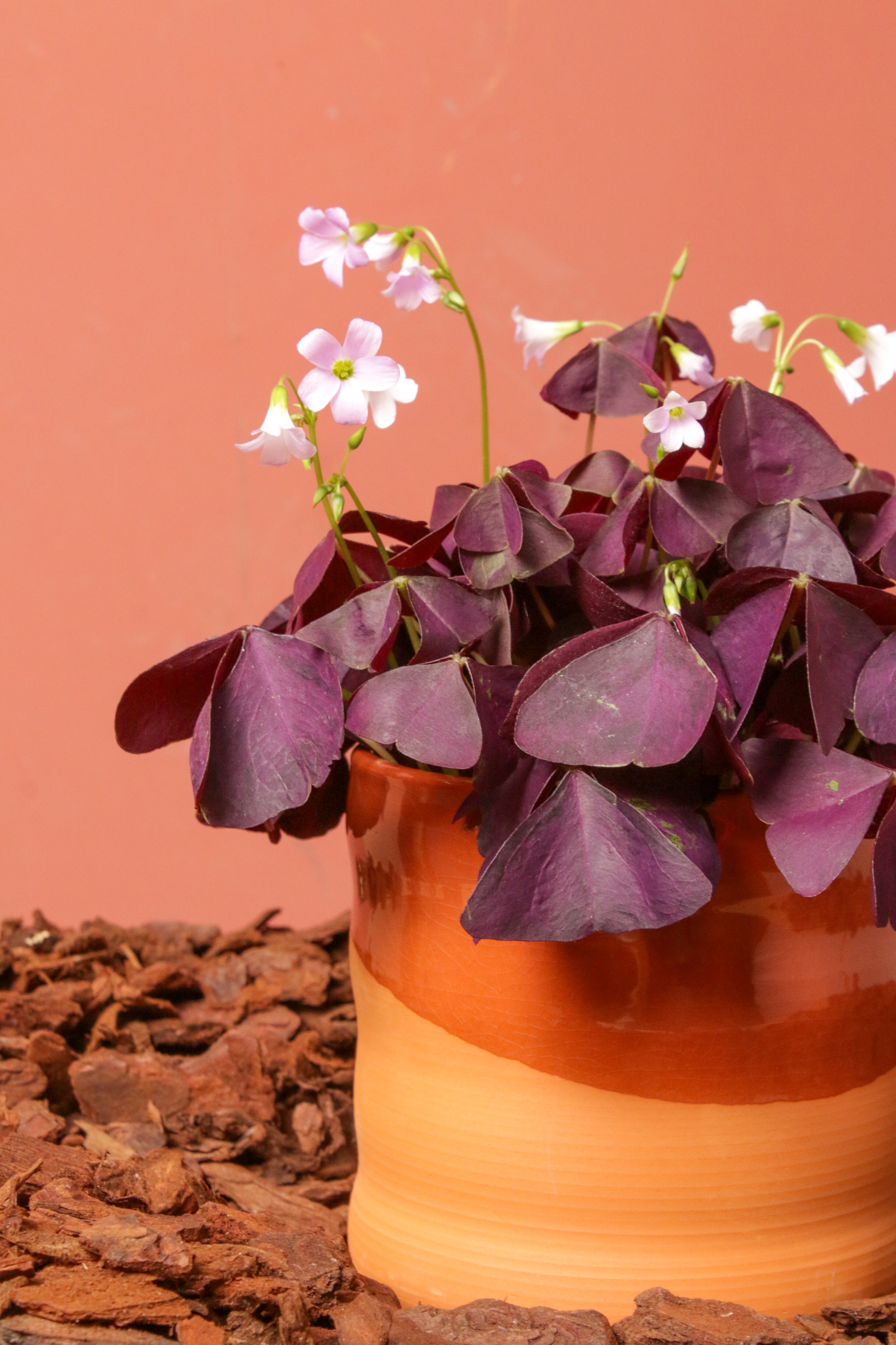 Oxalis Odin Saksılı
