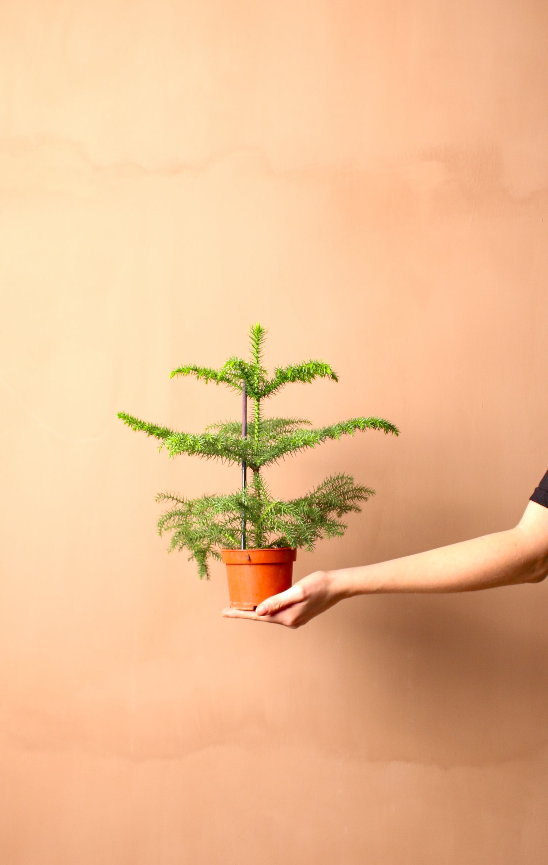 Araucaria (Salon Çamı)