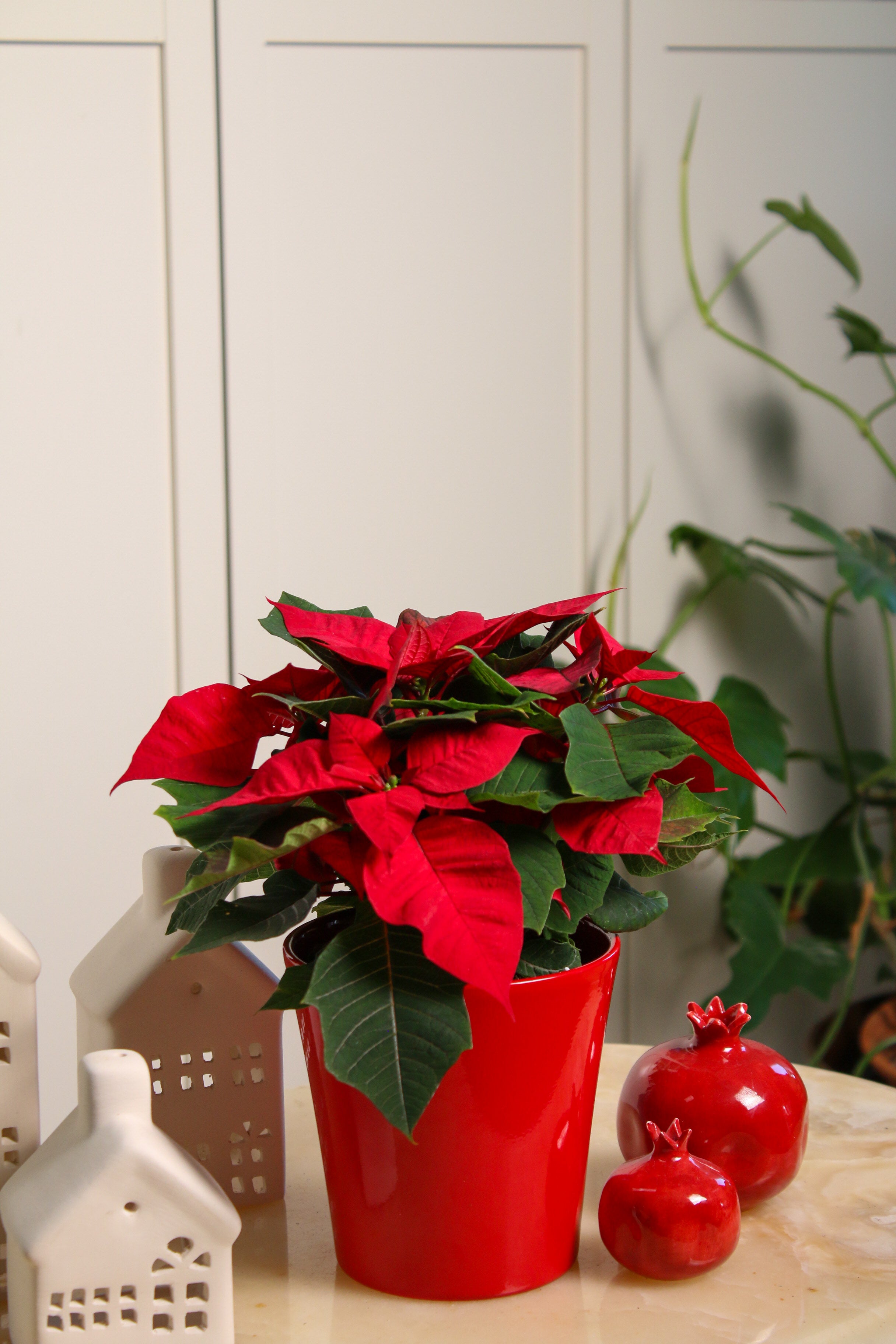 Santa (Poinsettia)