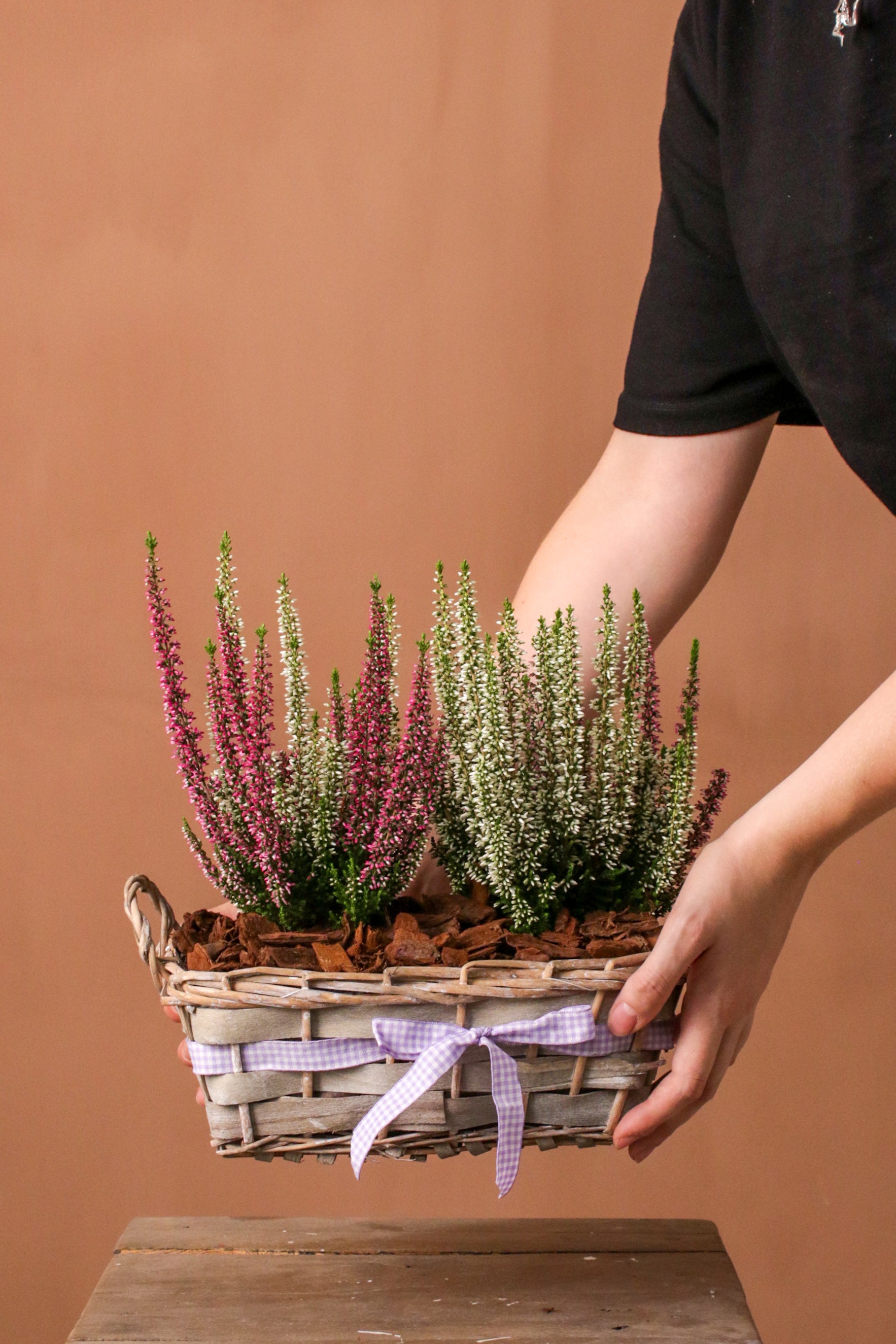 Calluna Sepetli