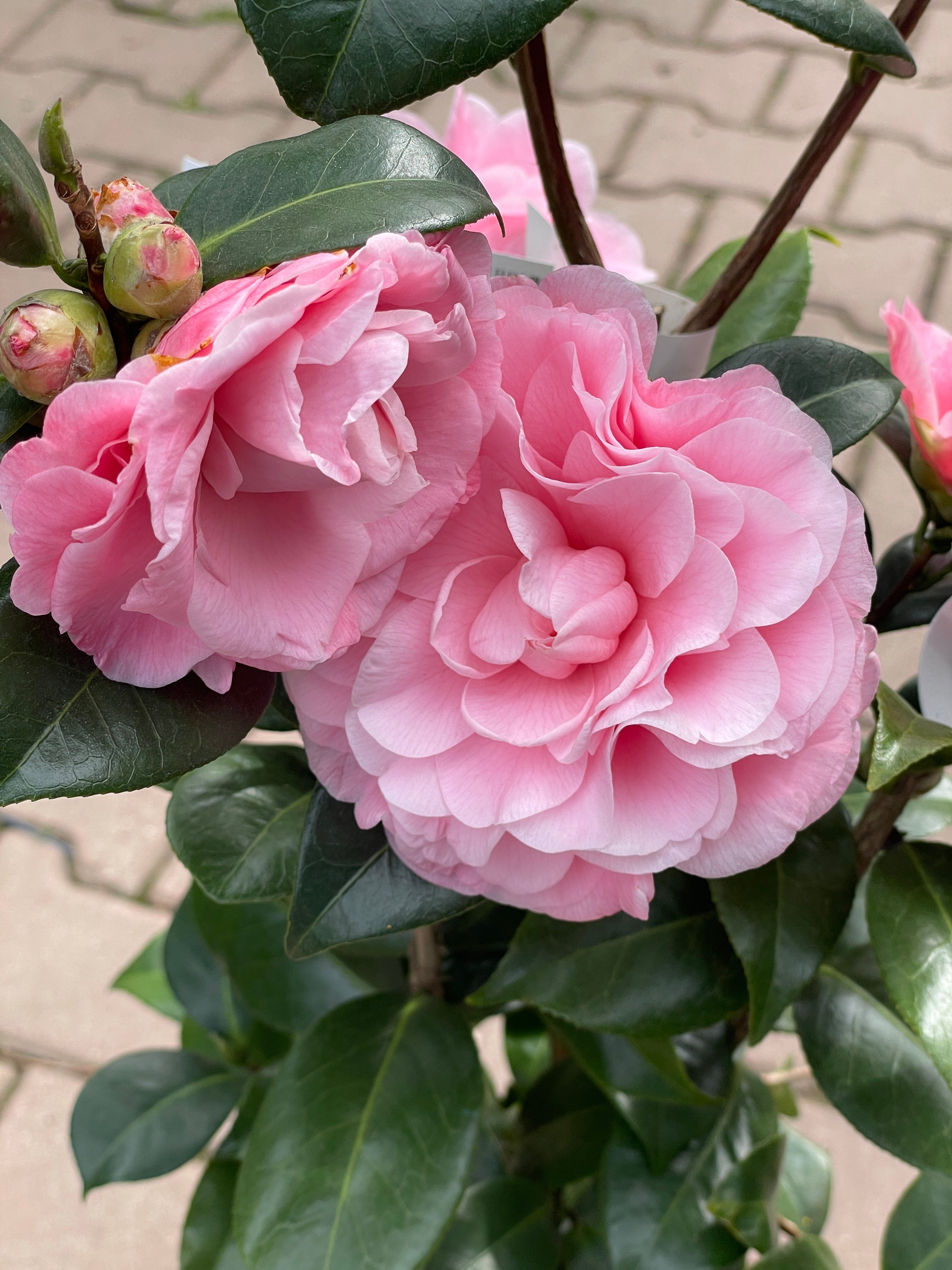 Camellia Japonica