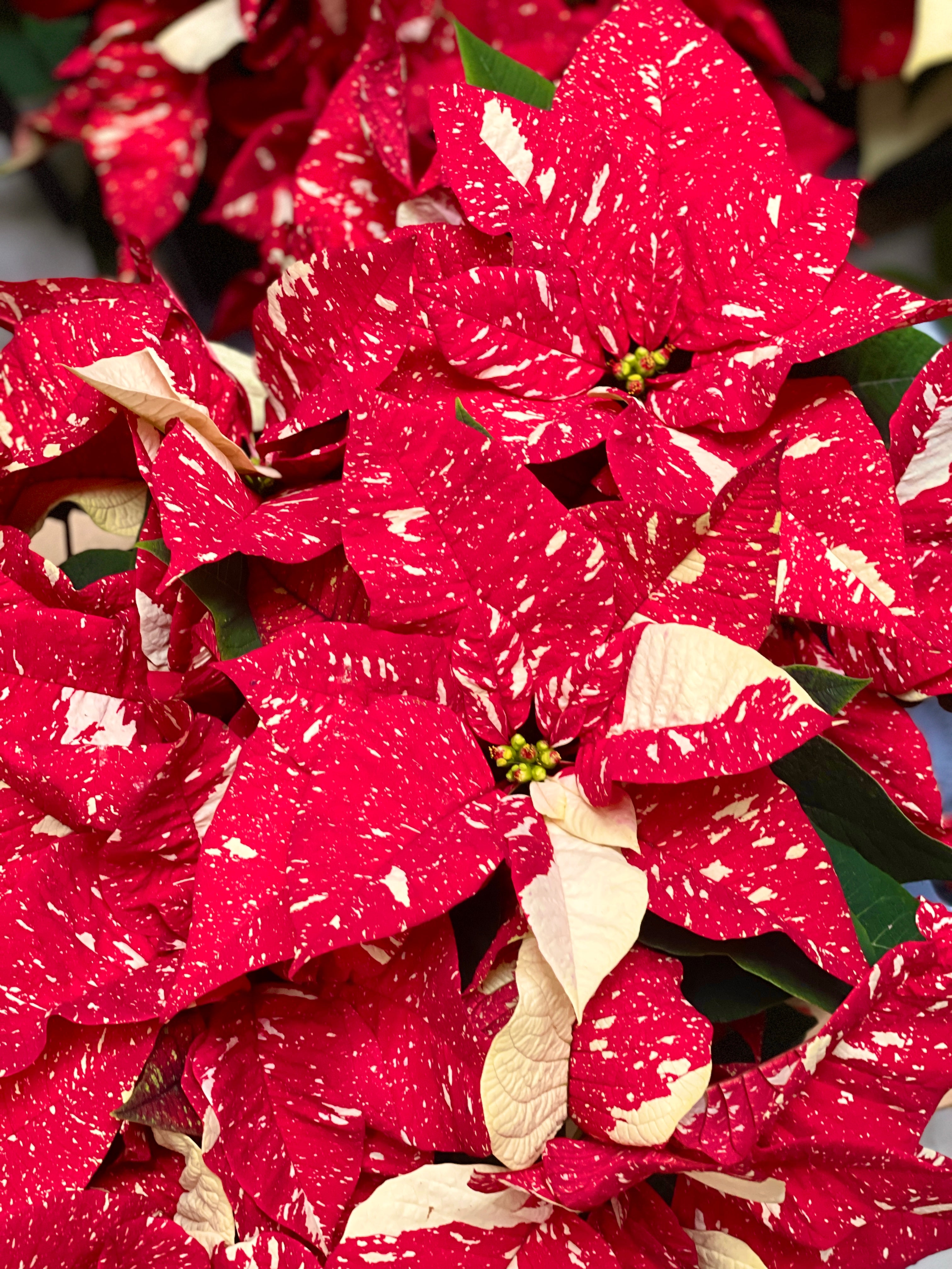 Santa (Poinsettia)