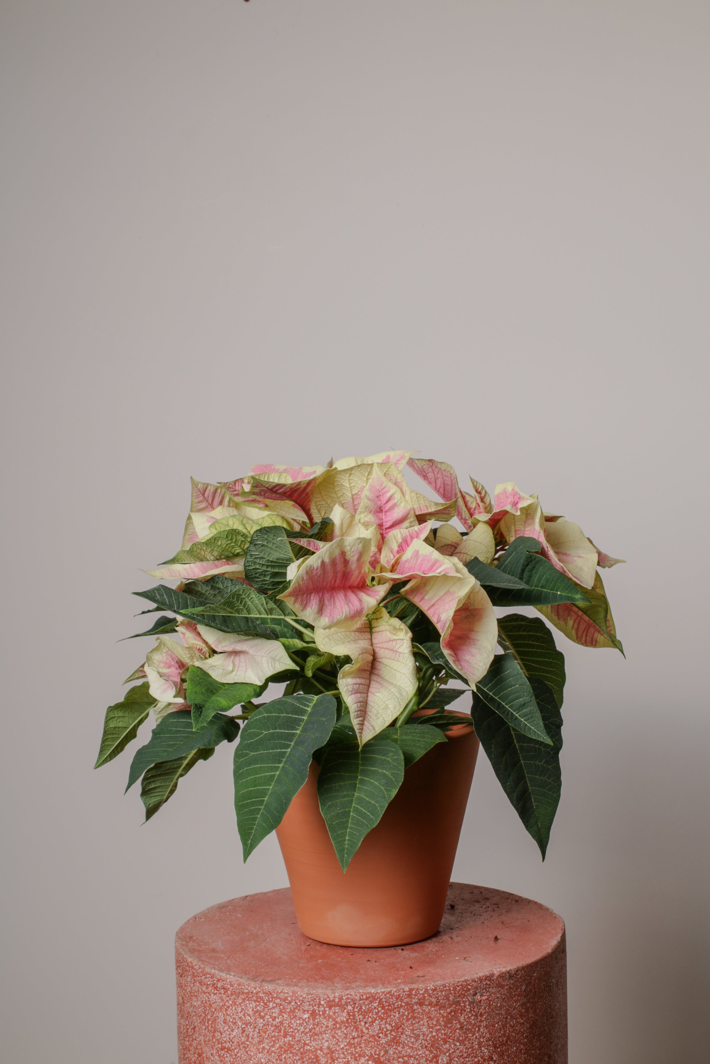 Pink Poinsettia