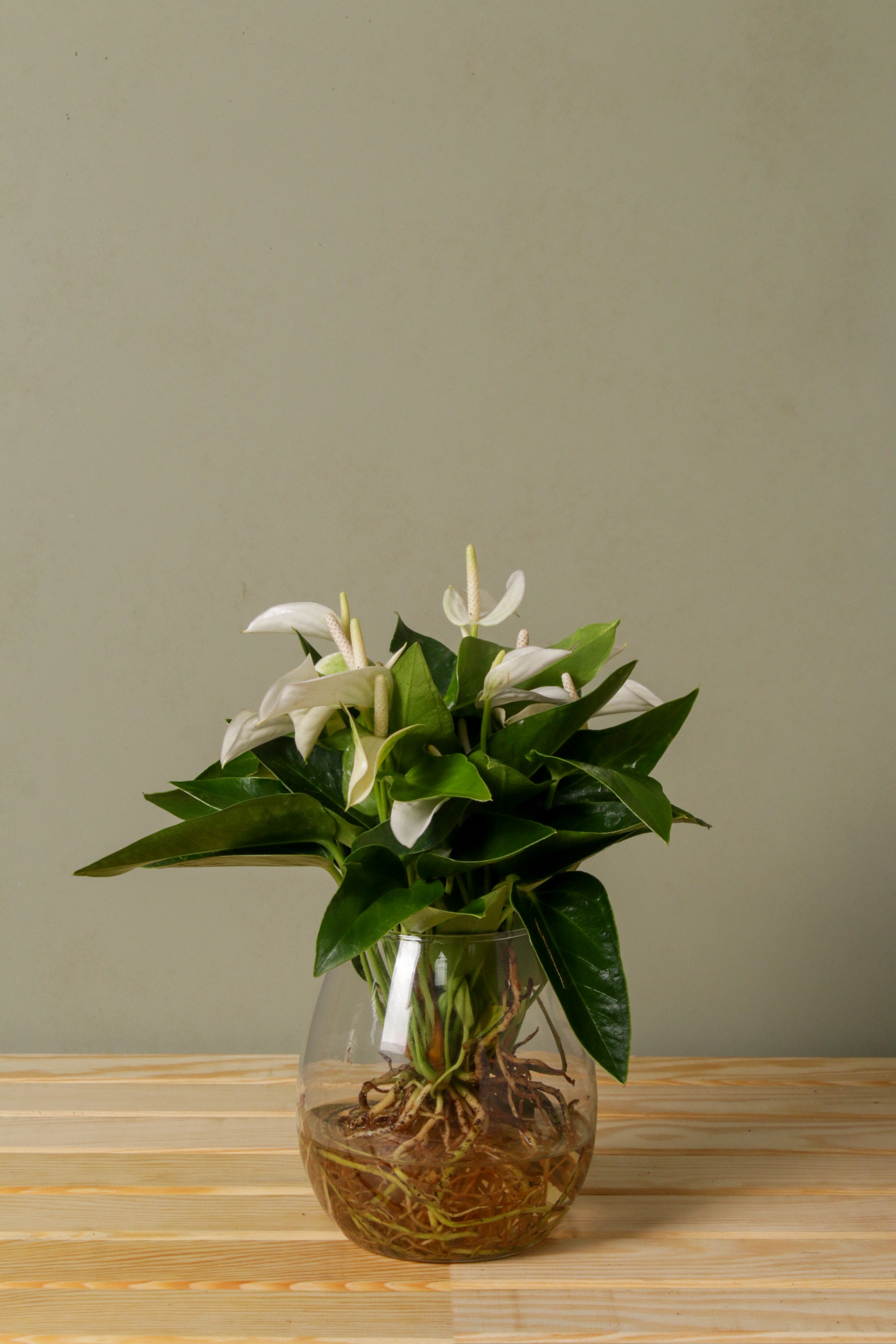 White Flamingo in Vase