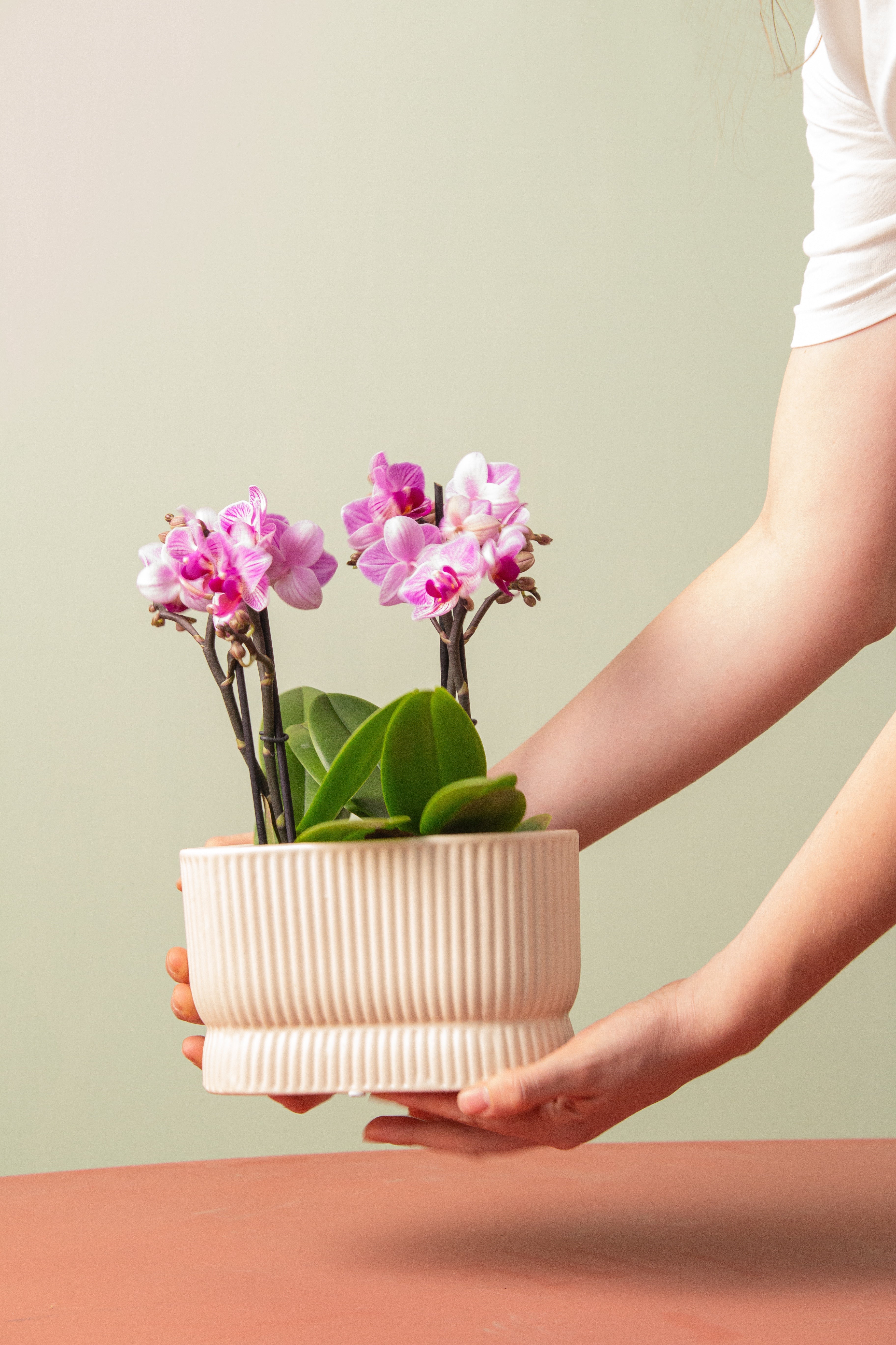Floral Duo (Orkide Seti)
