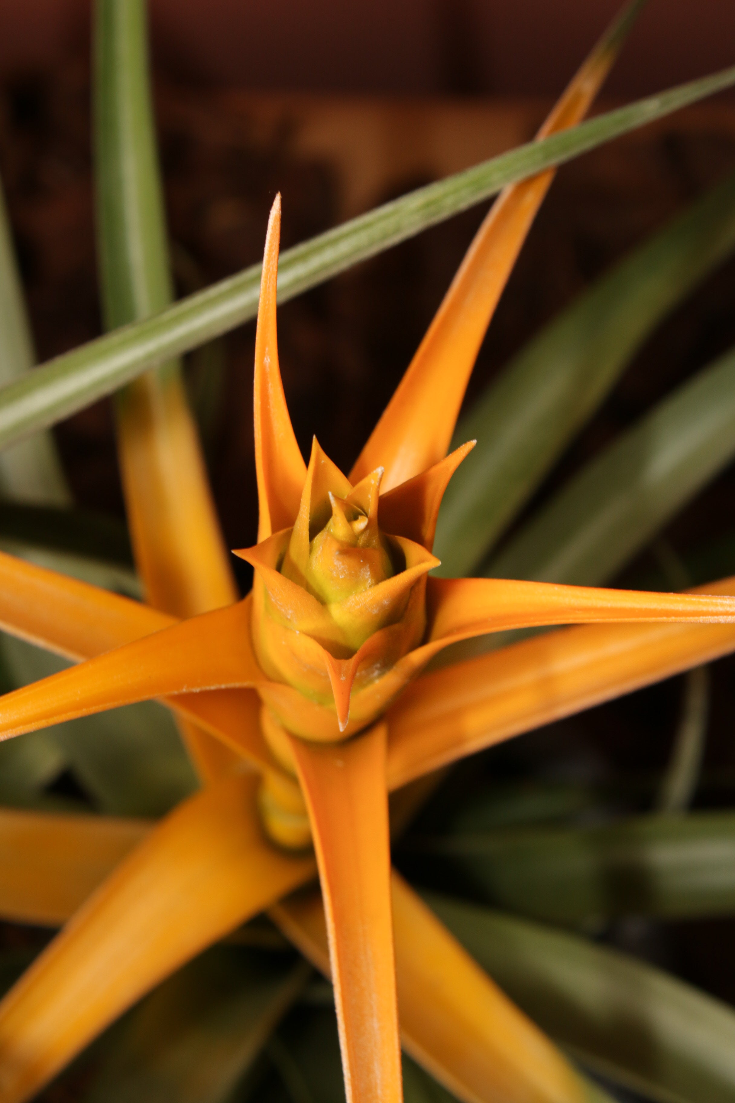 Capitata