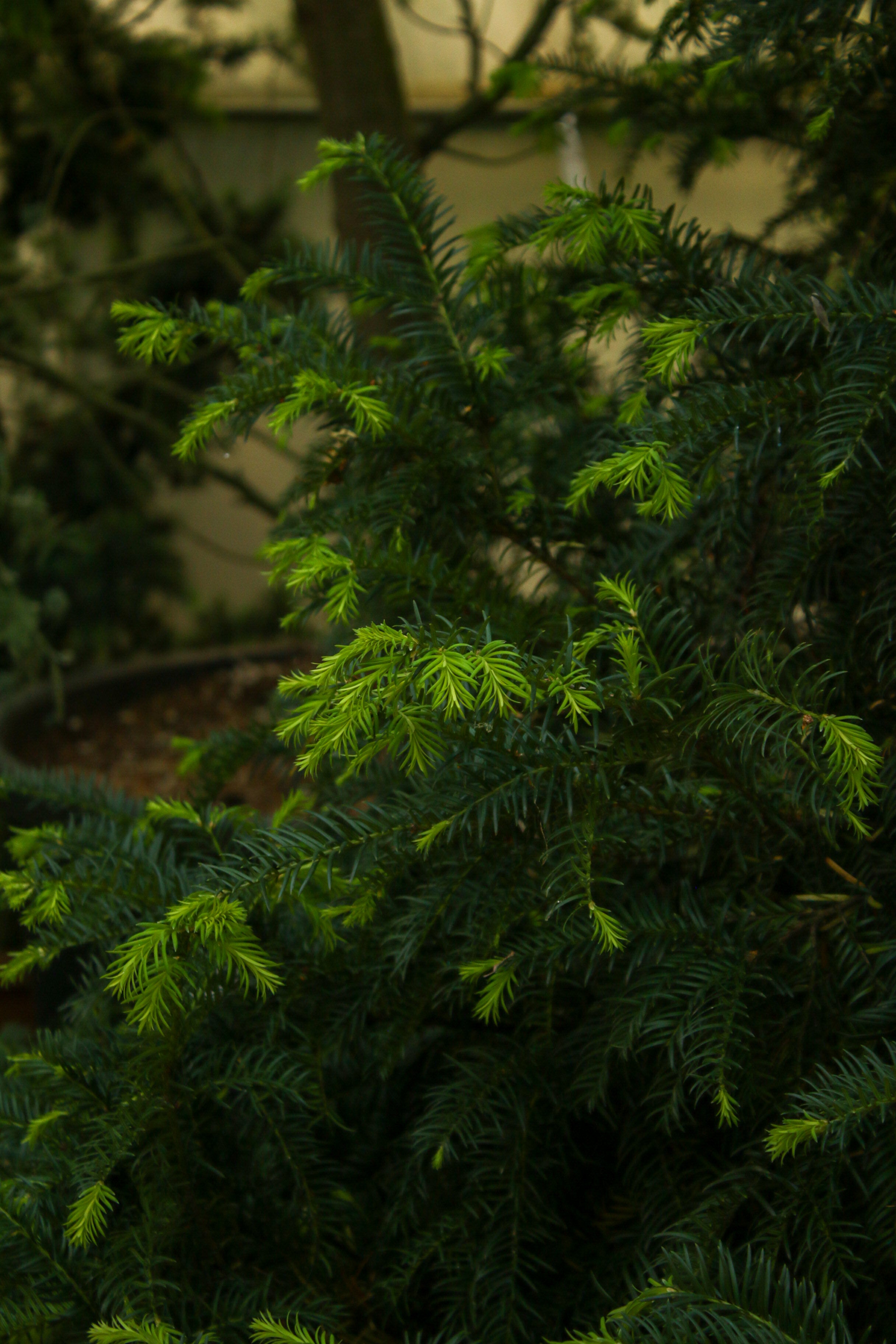 Taxus Baccata(Porsuk)