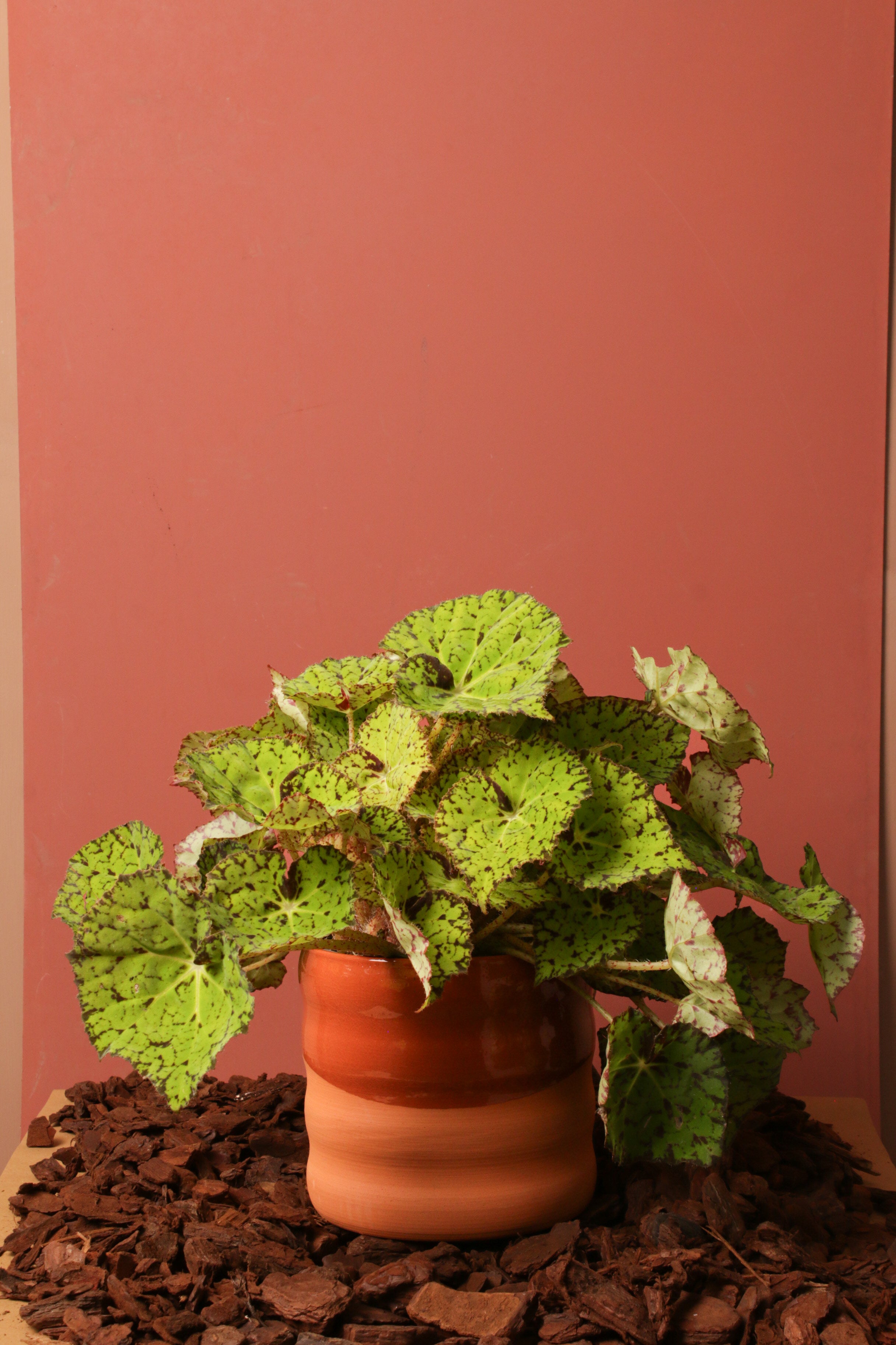 Beleaf Odin Saksılı