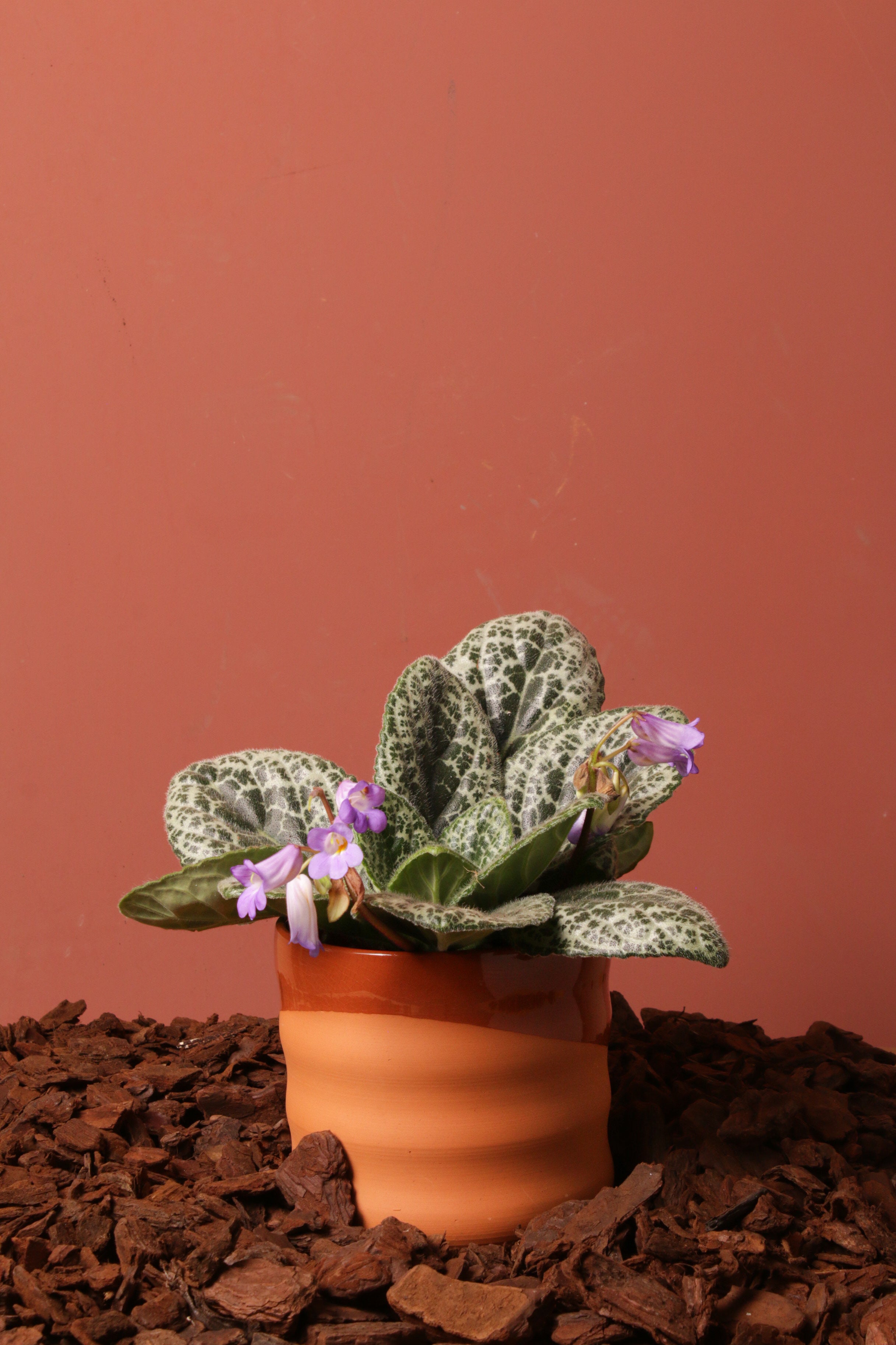 Odin Saksı 17cm