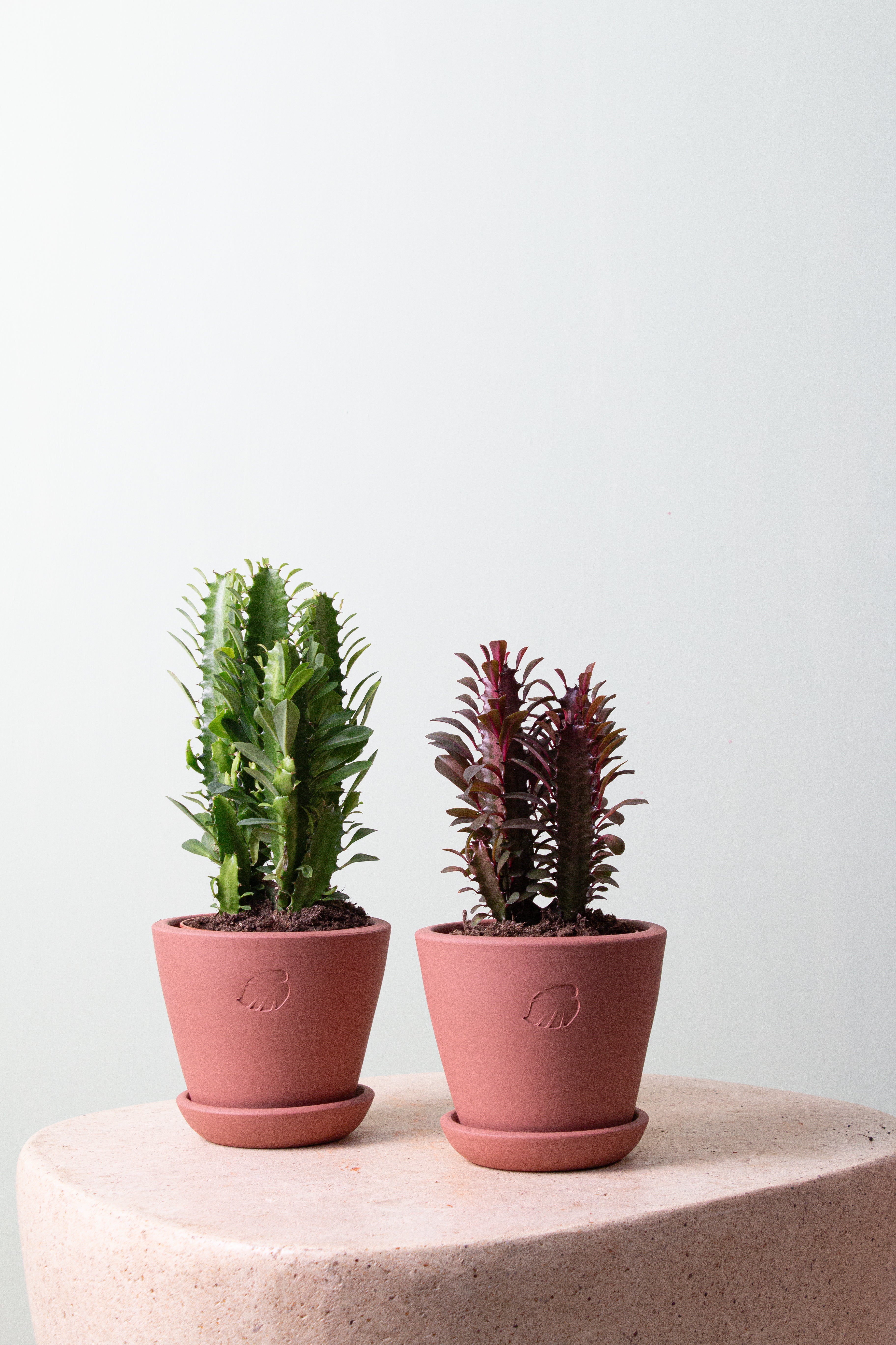 Cacti Duo