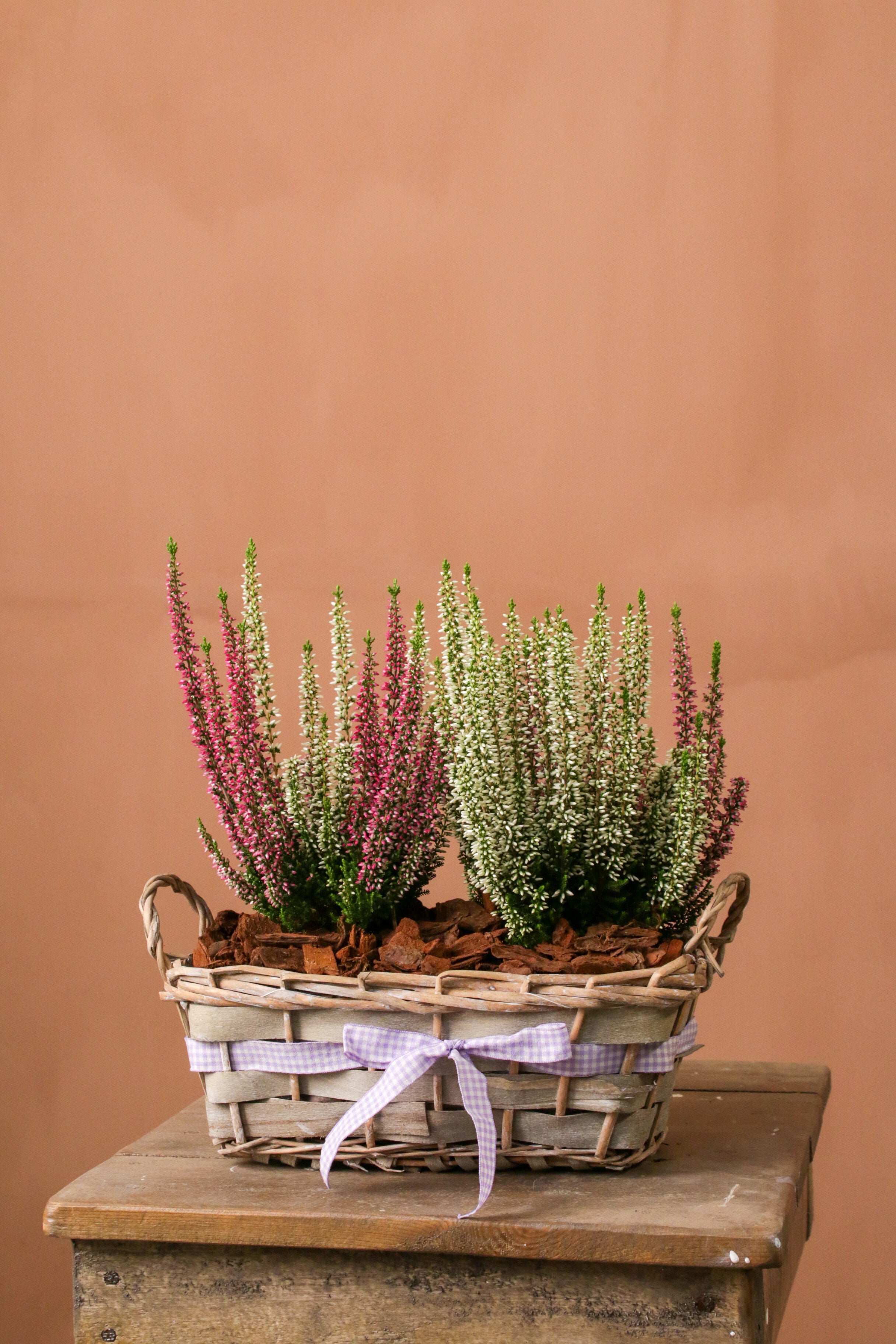 Calluna Sepetli