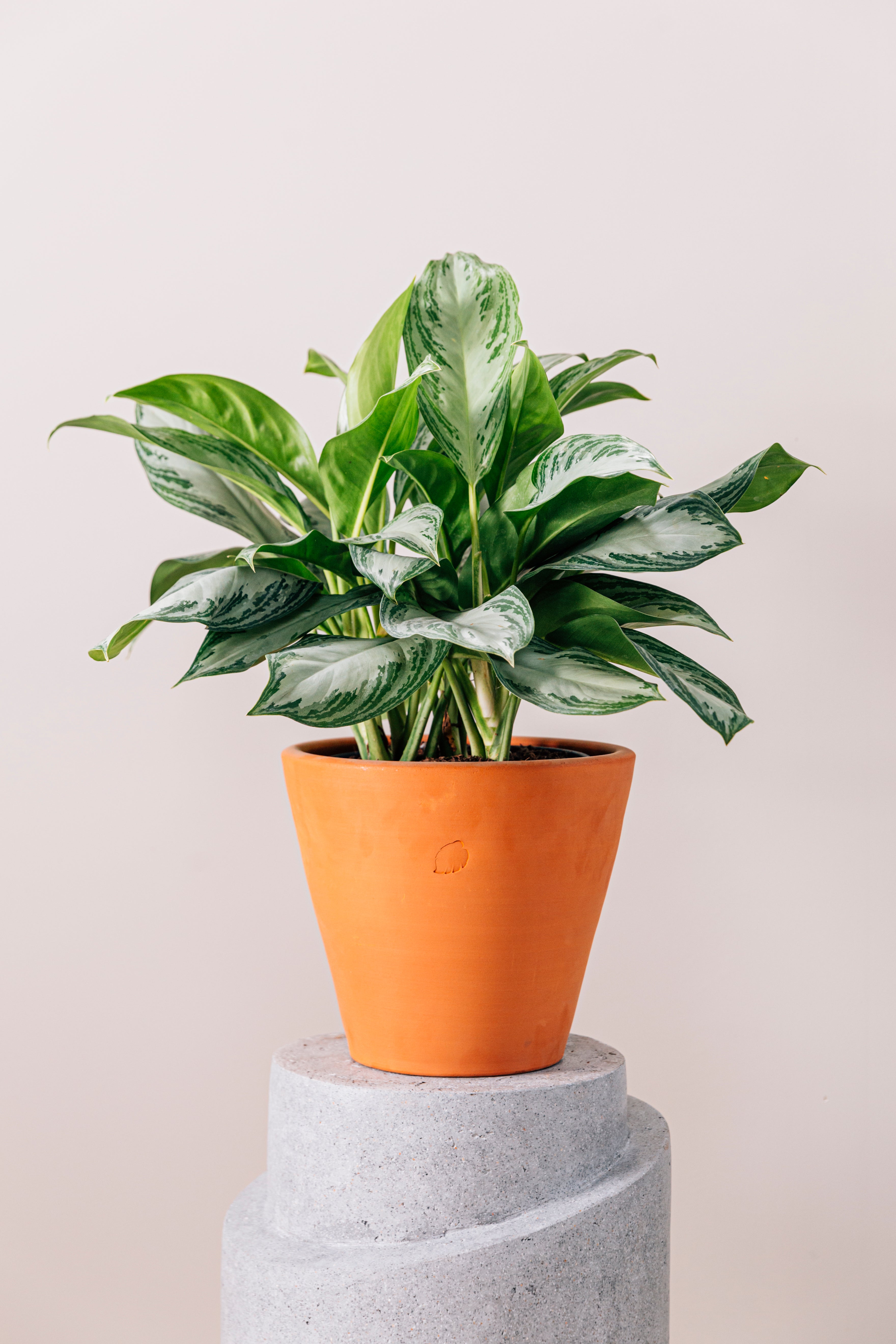 Nicole (Aglaonema Plant) – Jungleous