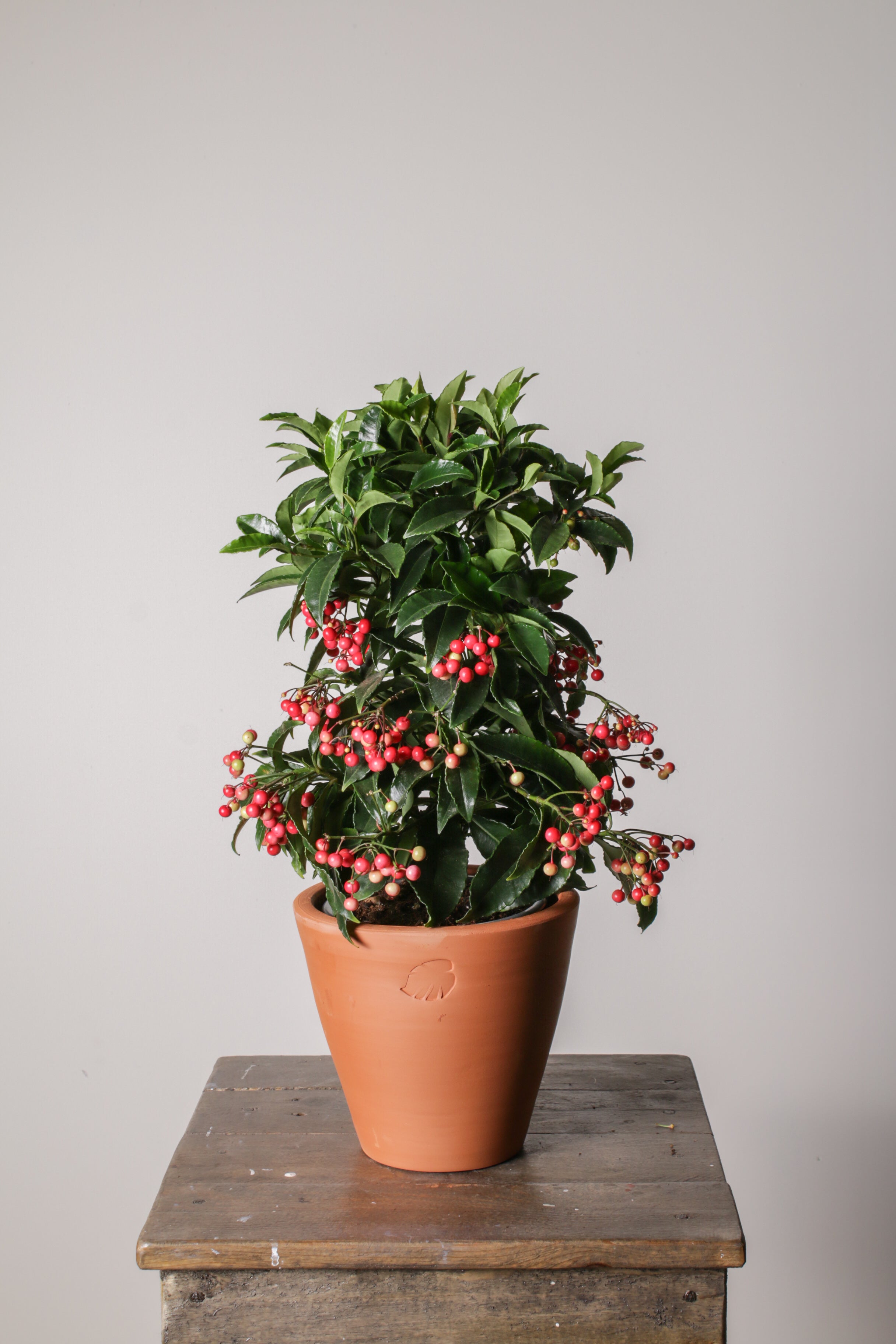 Ardisia