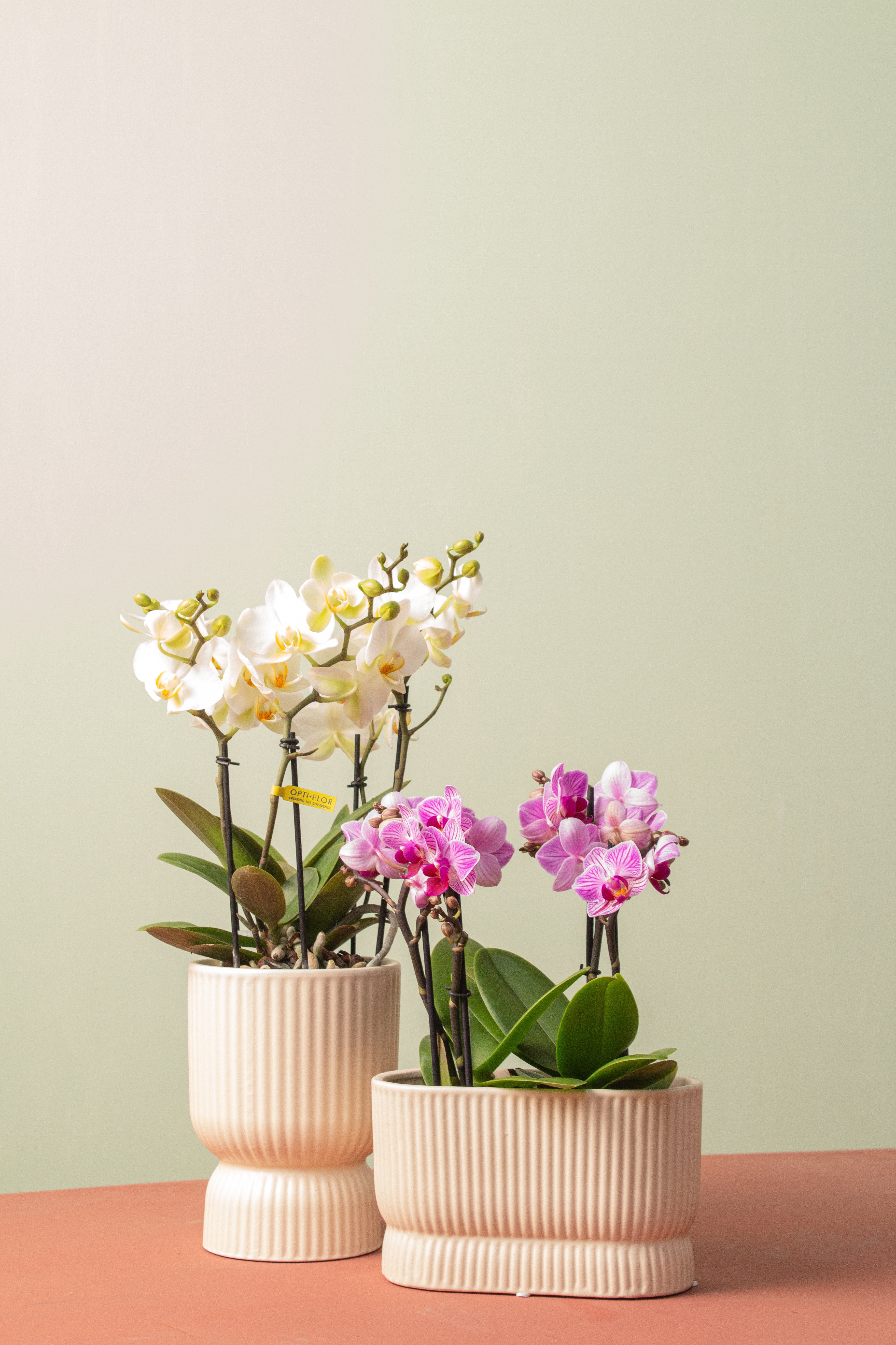 Floral Duo (Orkide Seti)