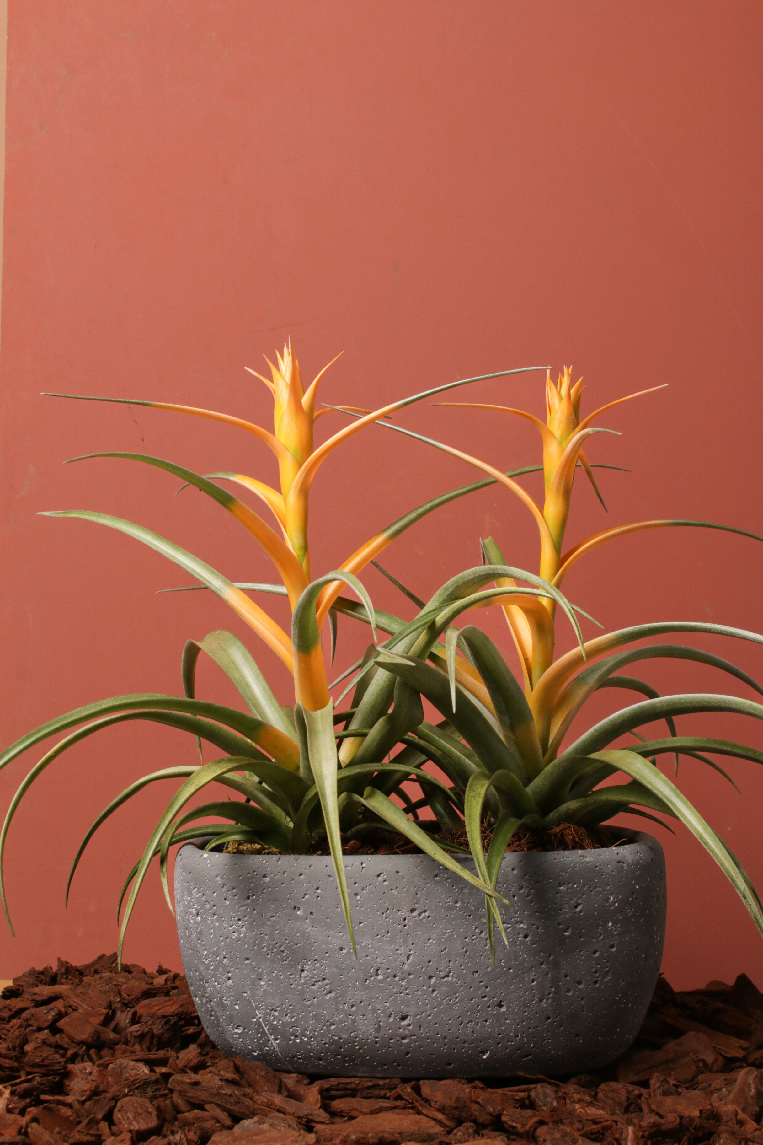 Cup of Capitata