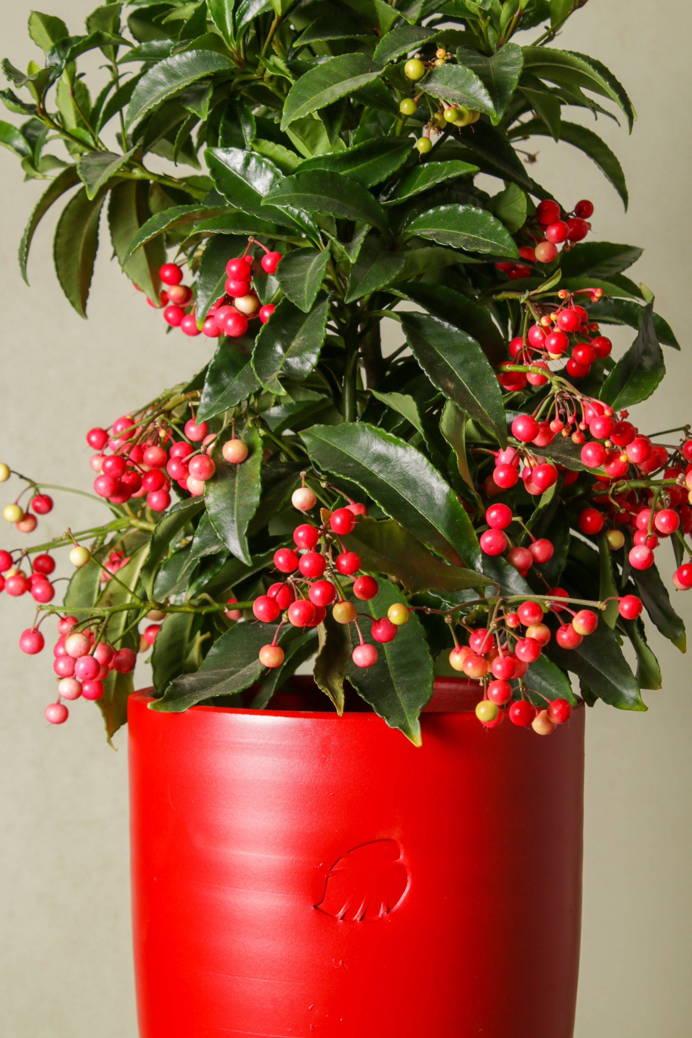 Christmas Berry (Ardisia)