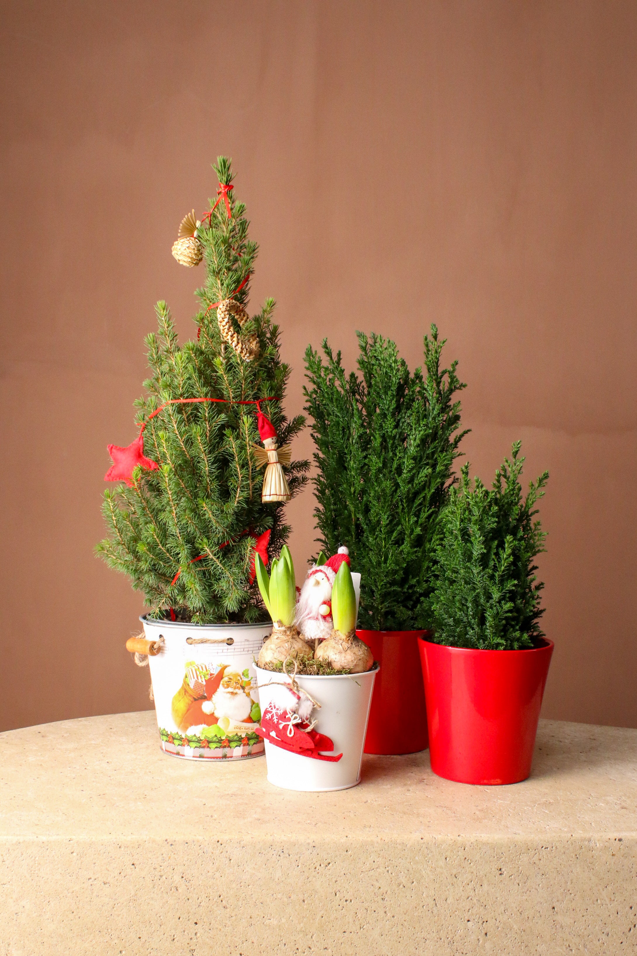 Yılbaşı çamı Süslü (Picea)