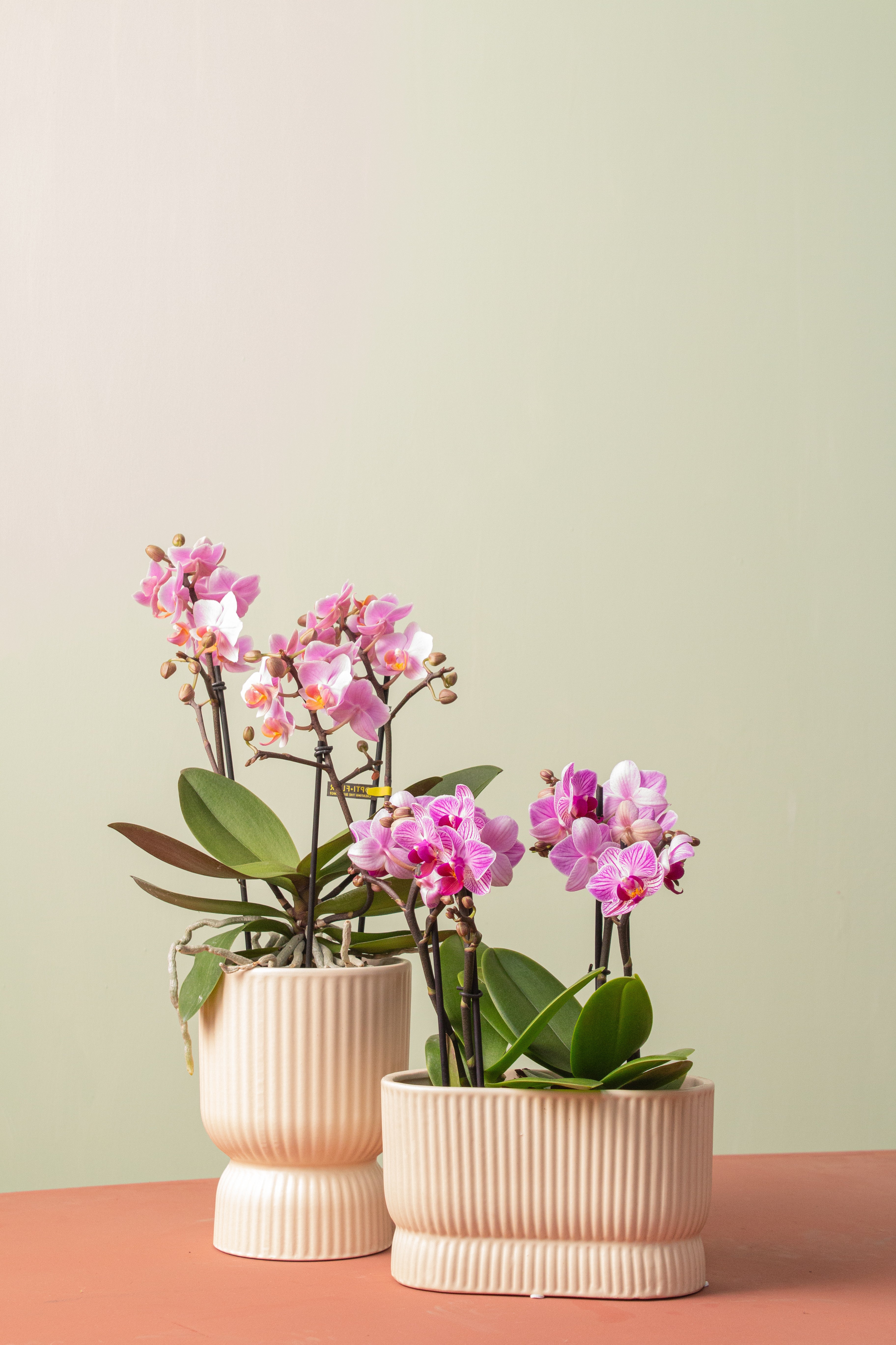 Harmony in Bloom (Orkide Seti)