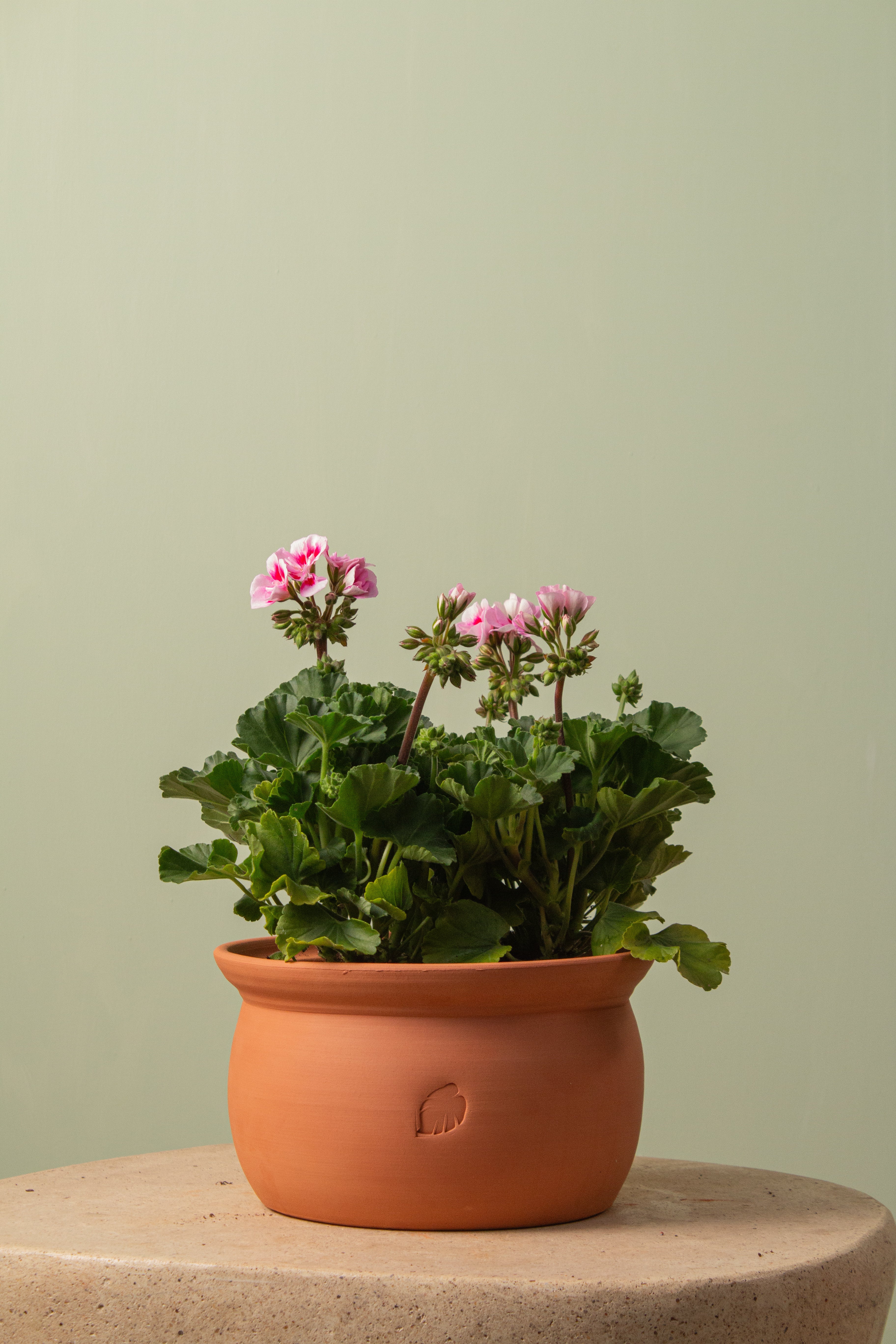 Myra Pink