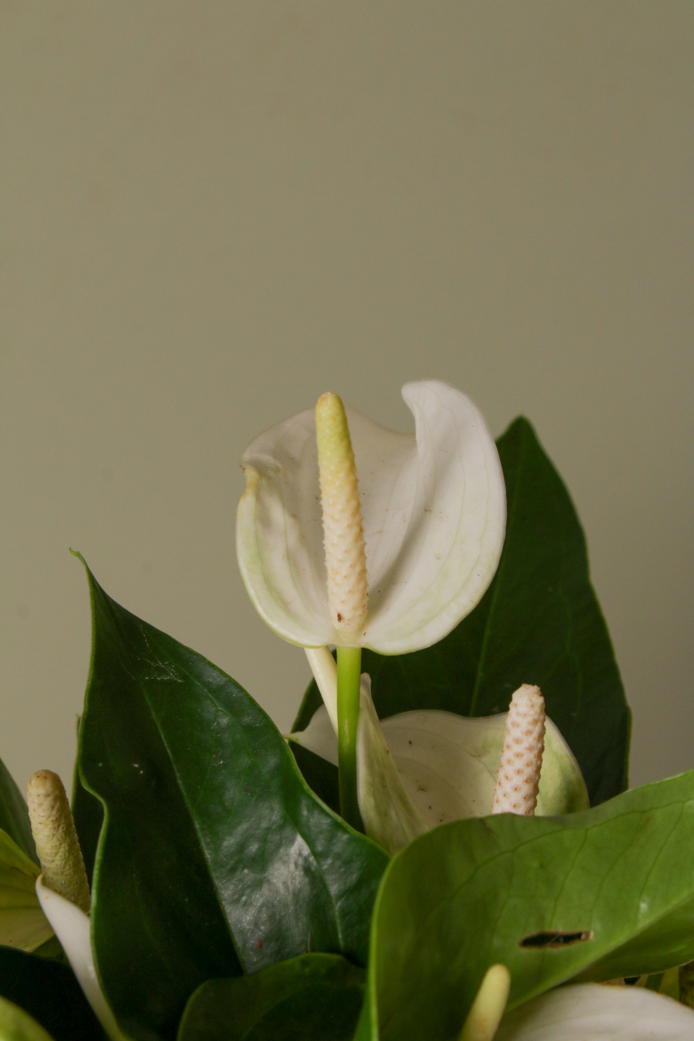 White Flamingo in Vase