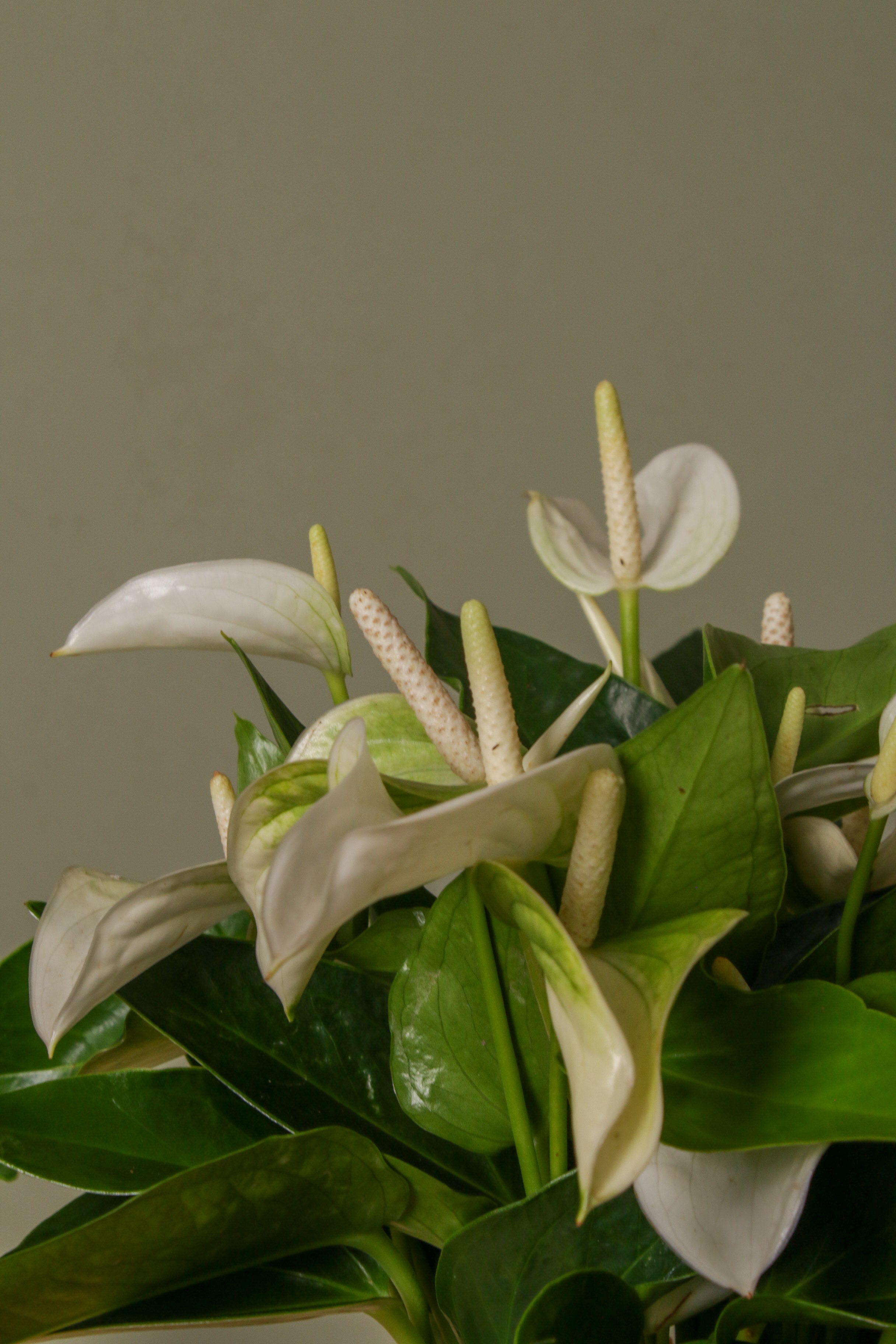 White Flamingo in Vase