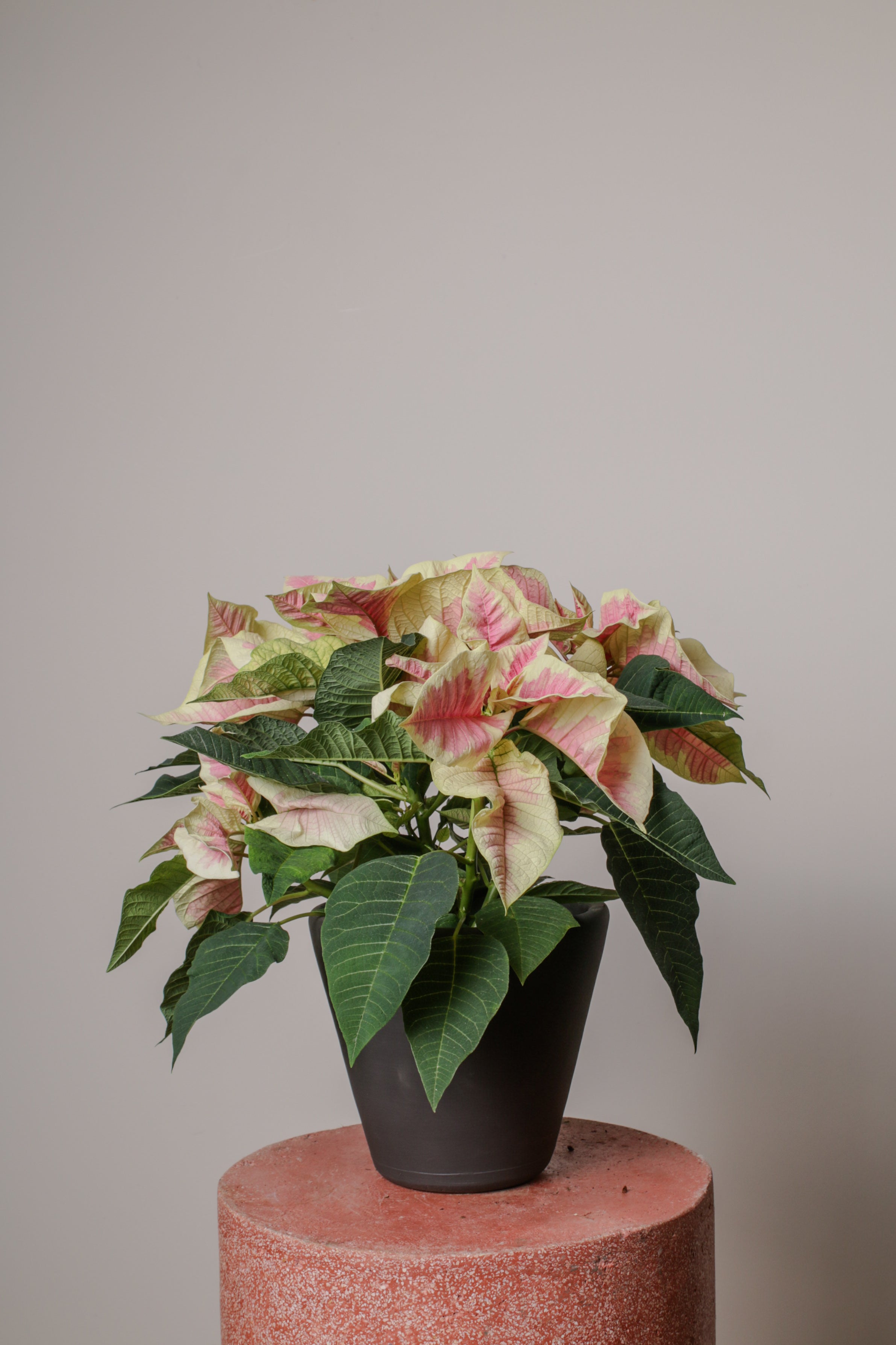 Pink Poinsettia