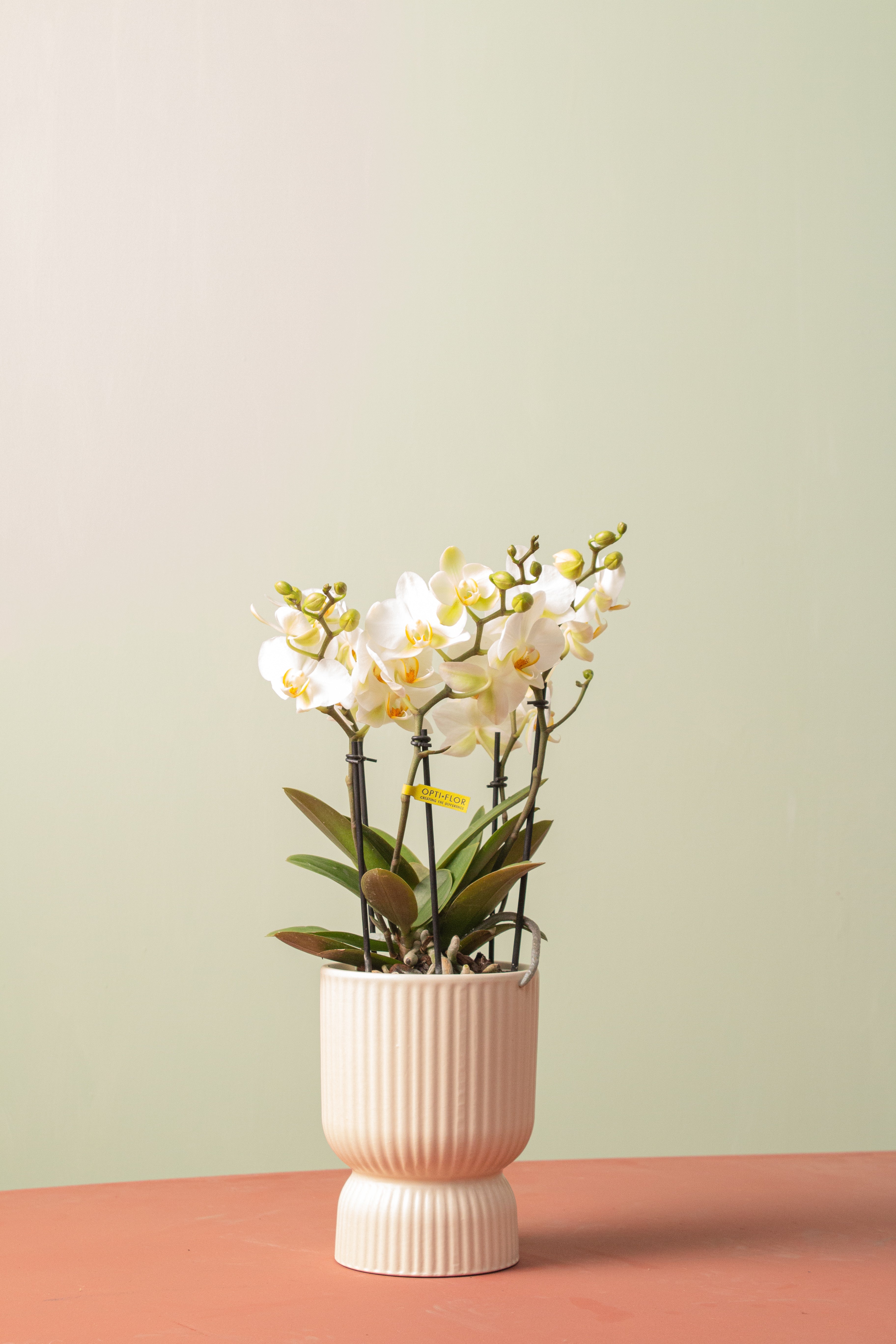 Floral Duo (Orkide Seti)