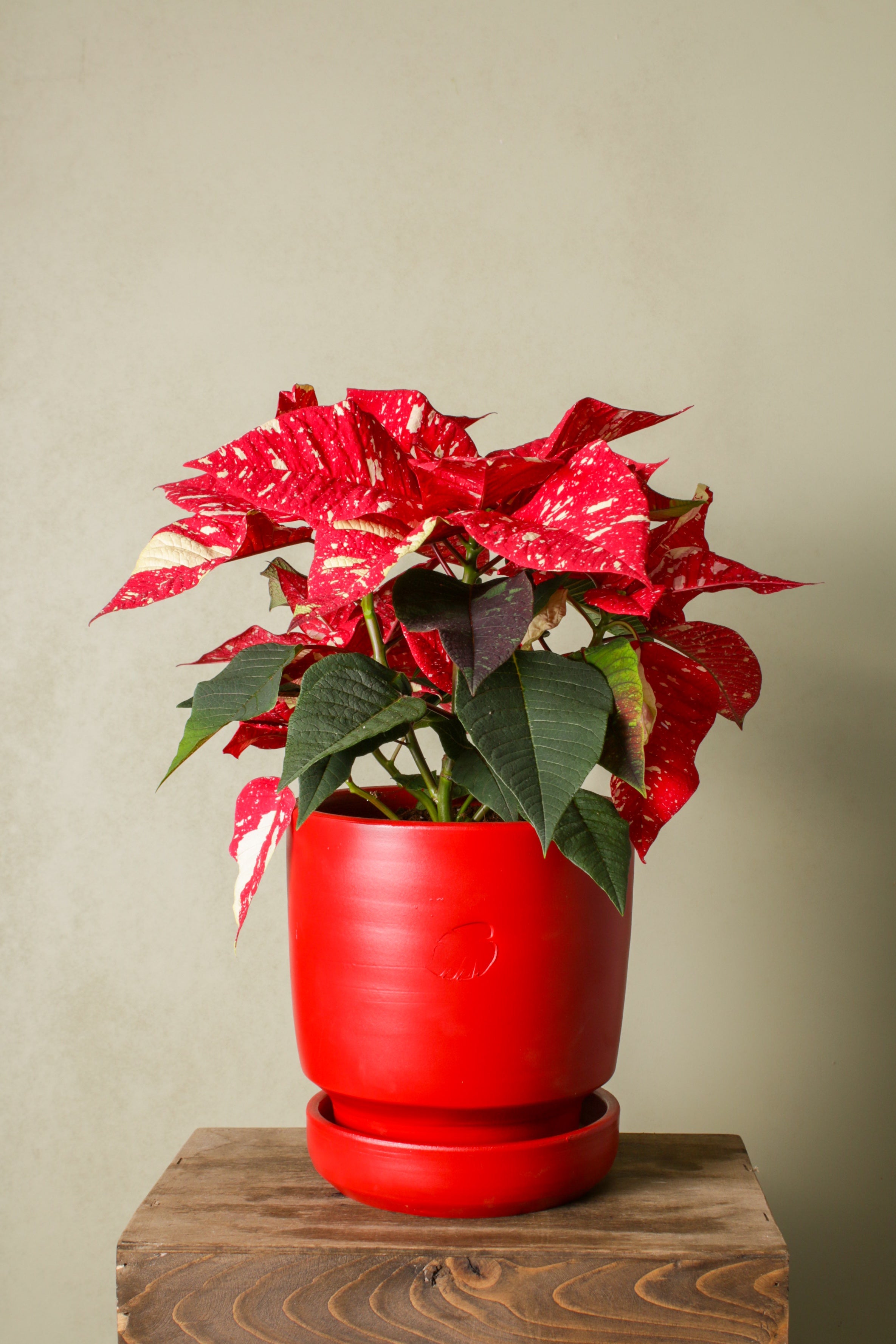 Santa (Poinsettia)