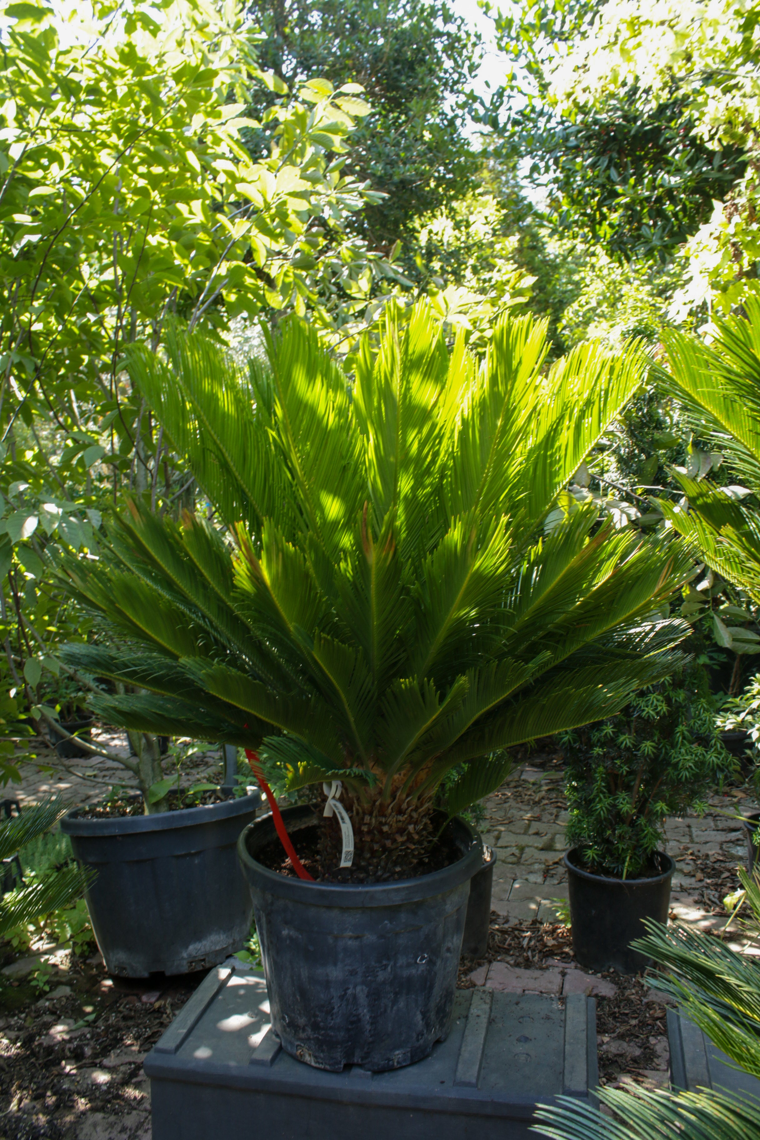 Cycas Palmiyesi (Sikas Palmiyesi)