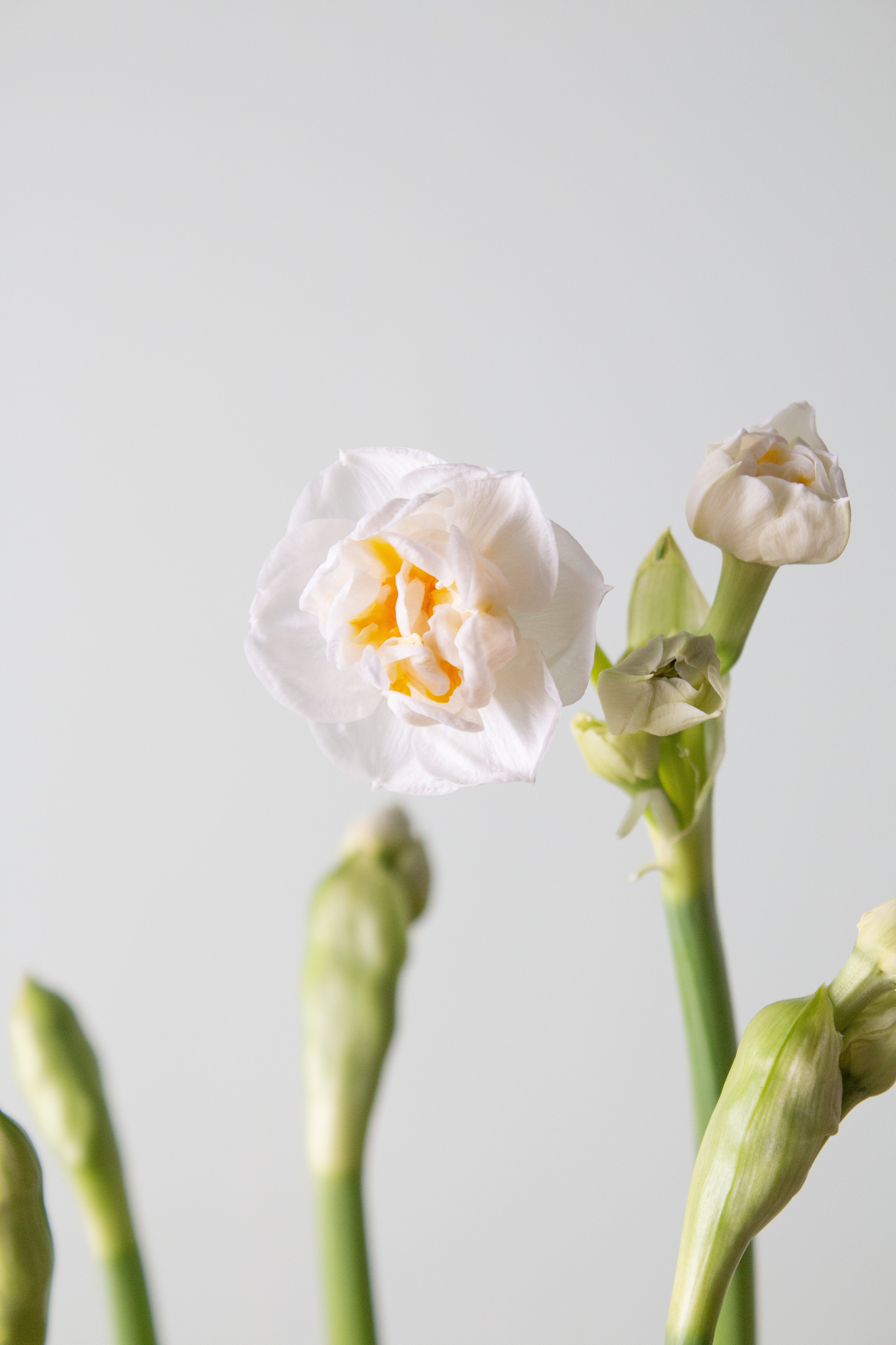 Bridal Crown