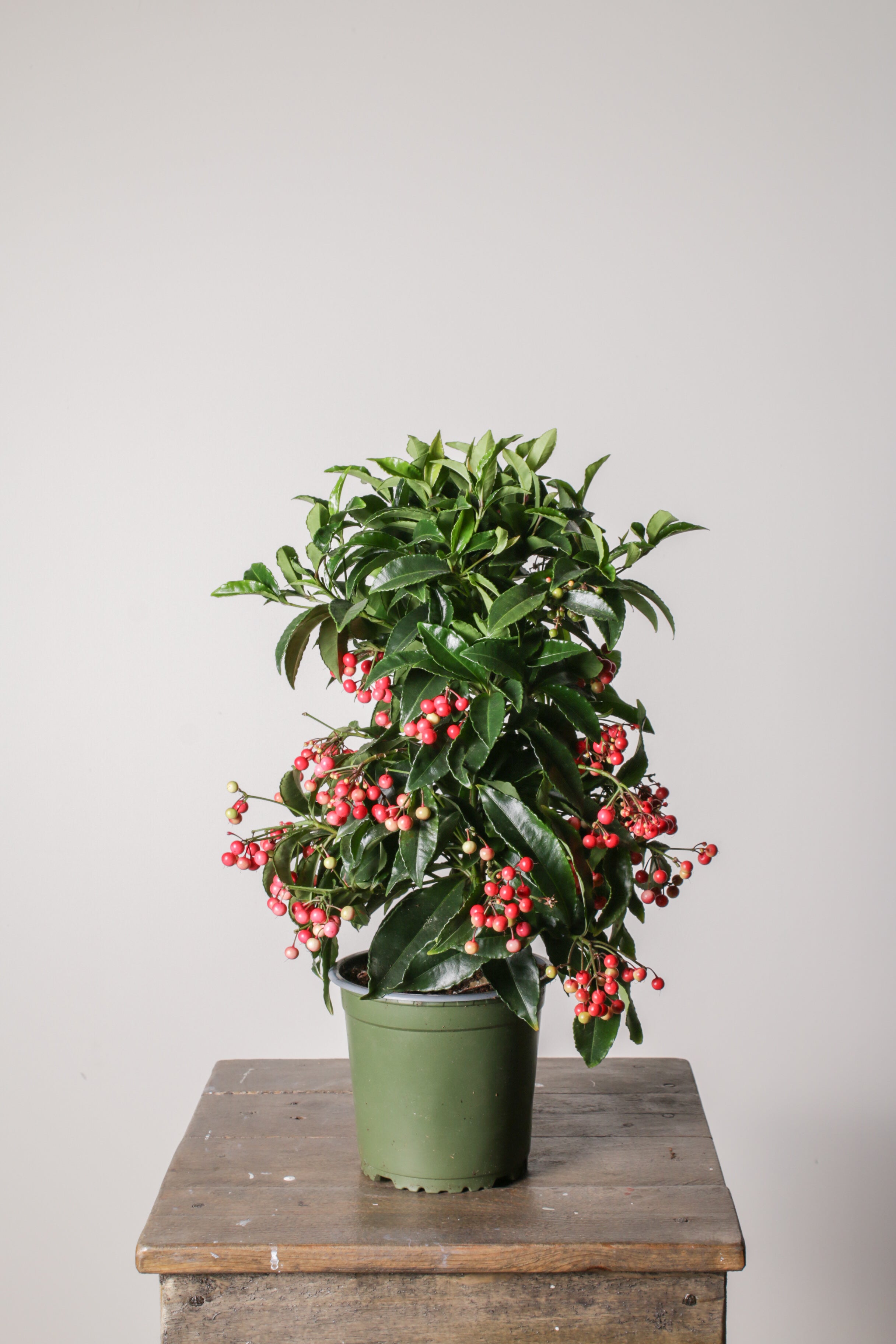 Ardisia