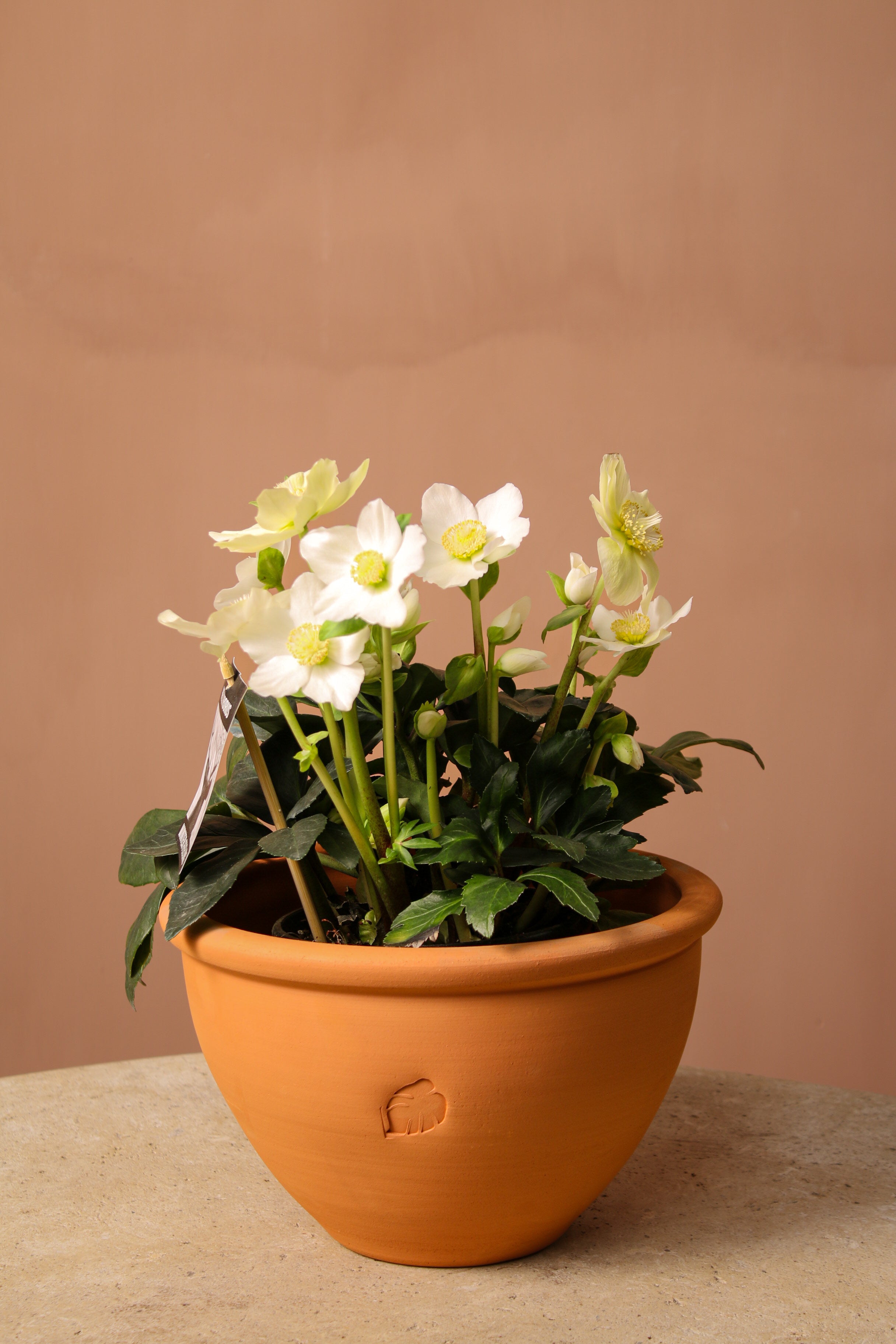 Noel Gülü Çanak Saksılı