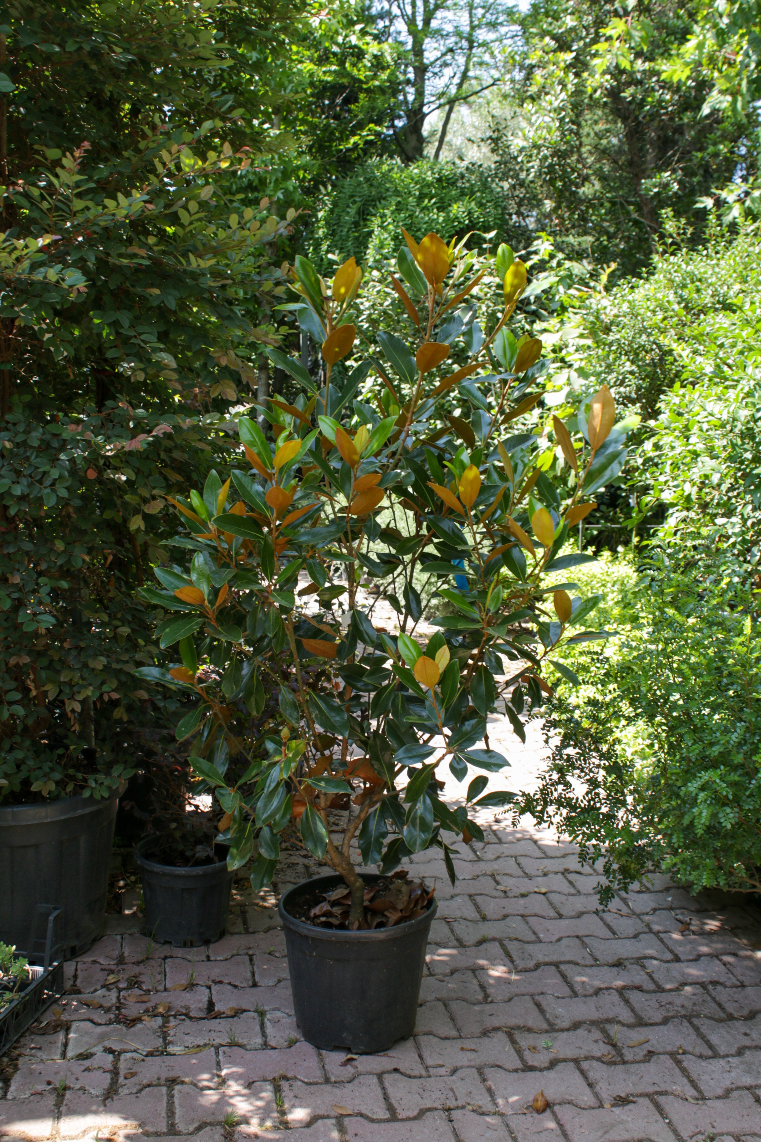 Magnolia Grandiflora (Manolya Ağacı)
