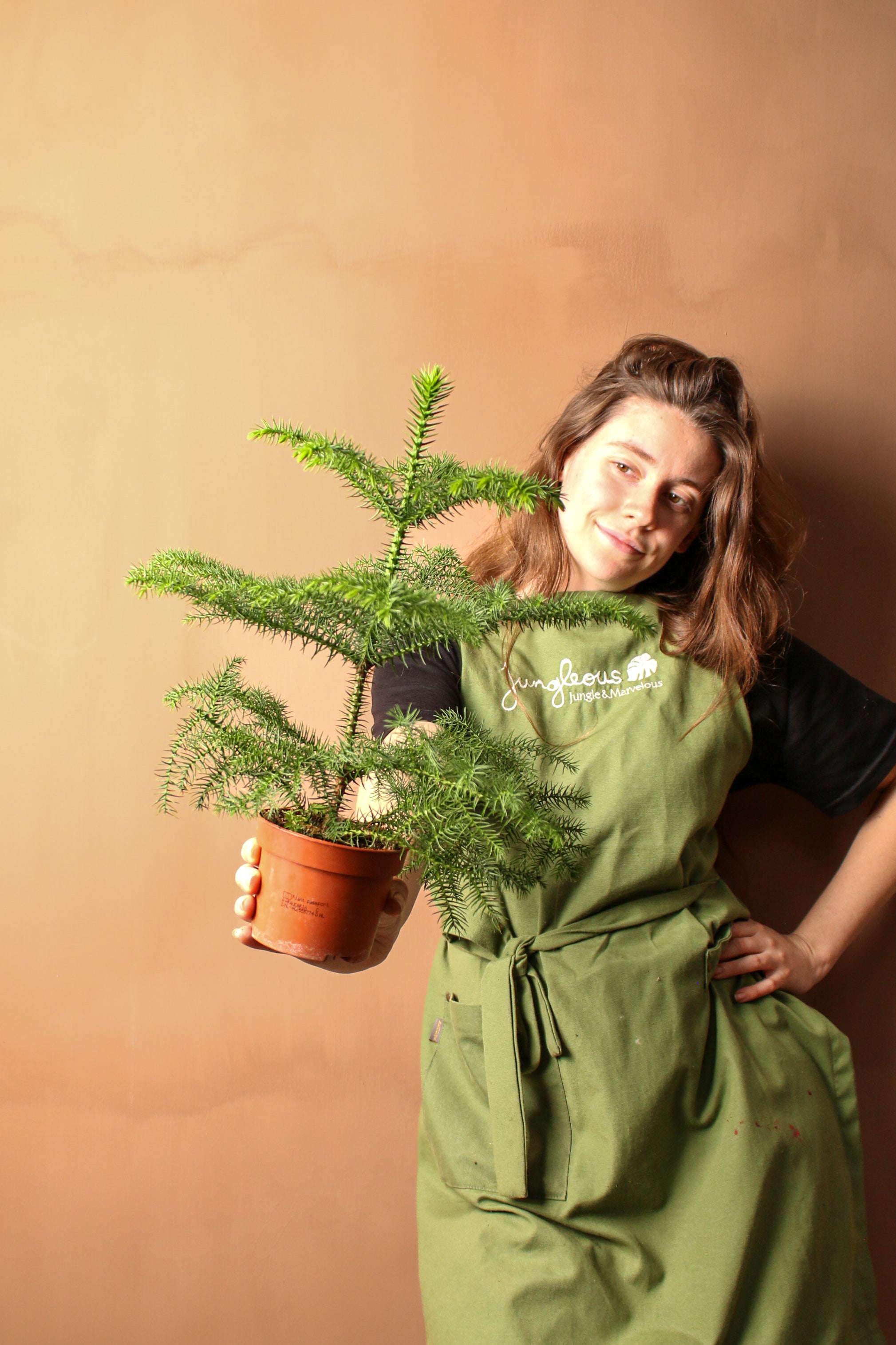 Araucaria (Salon Çamı)