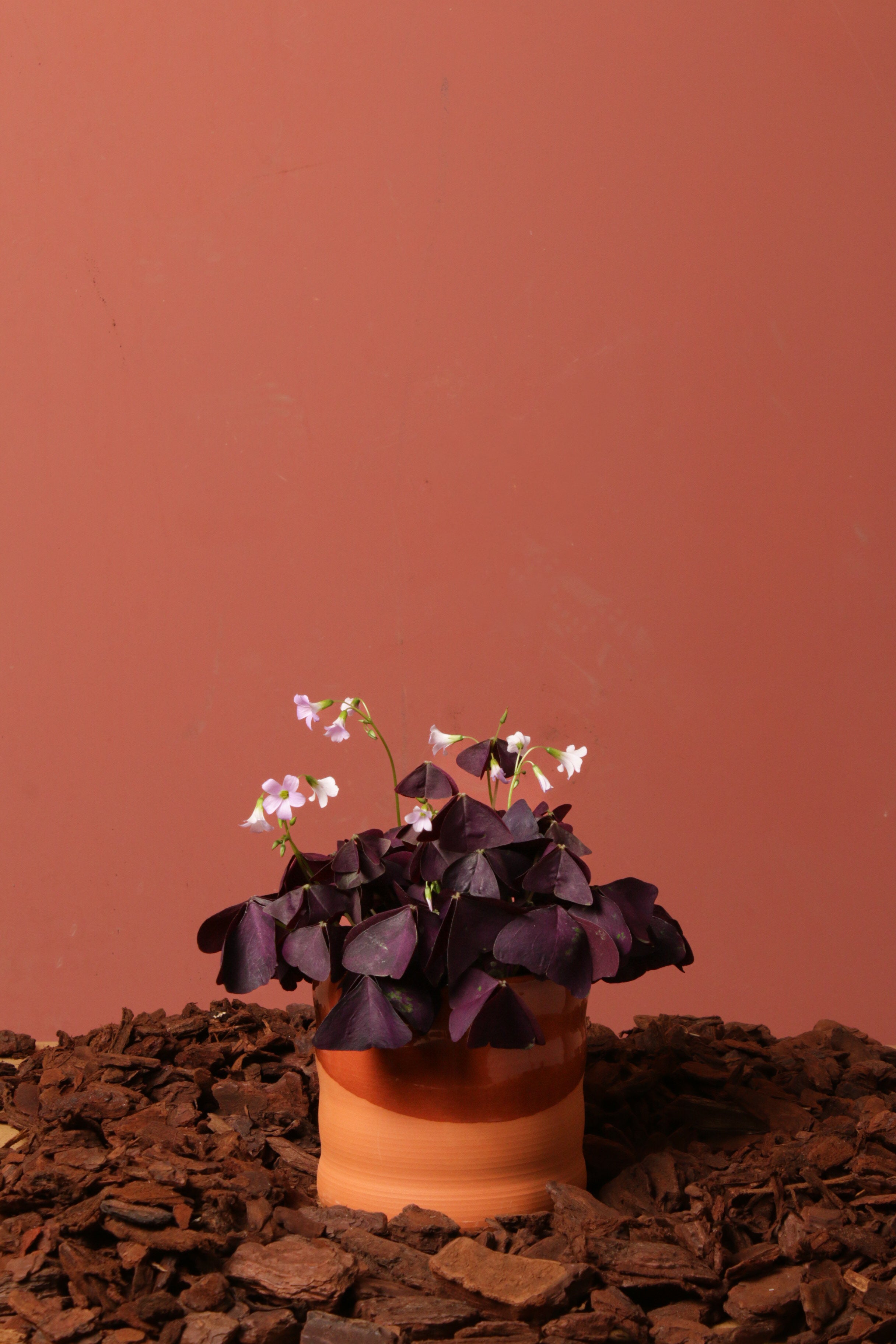 Oxalis Odin Saksılı