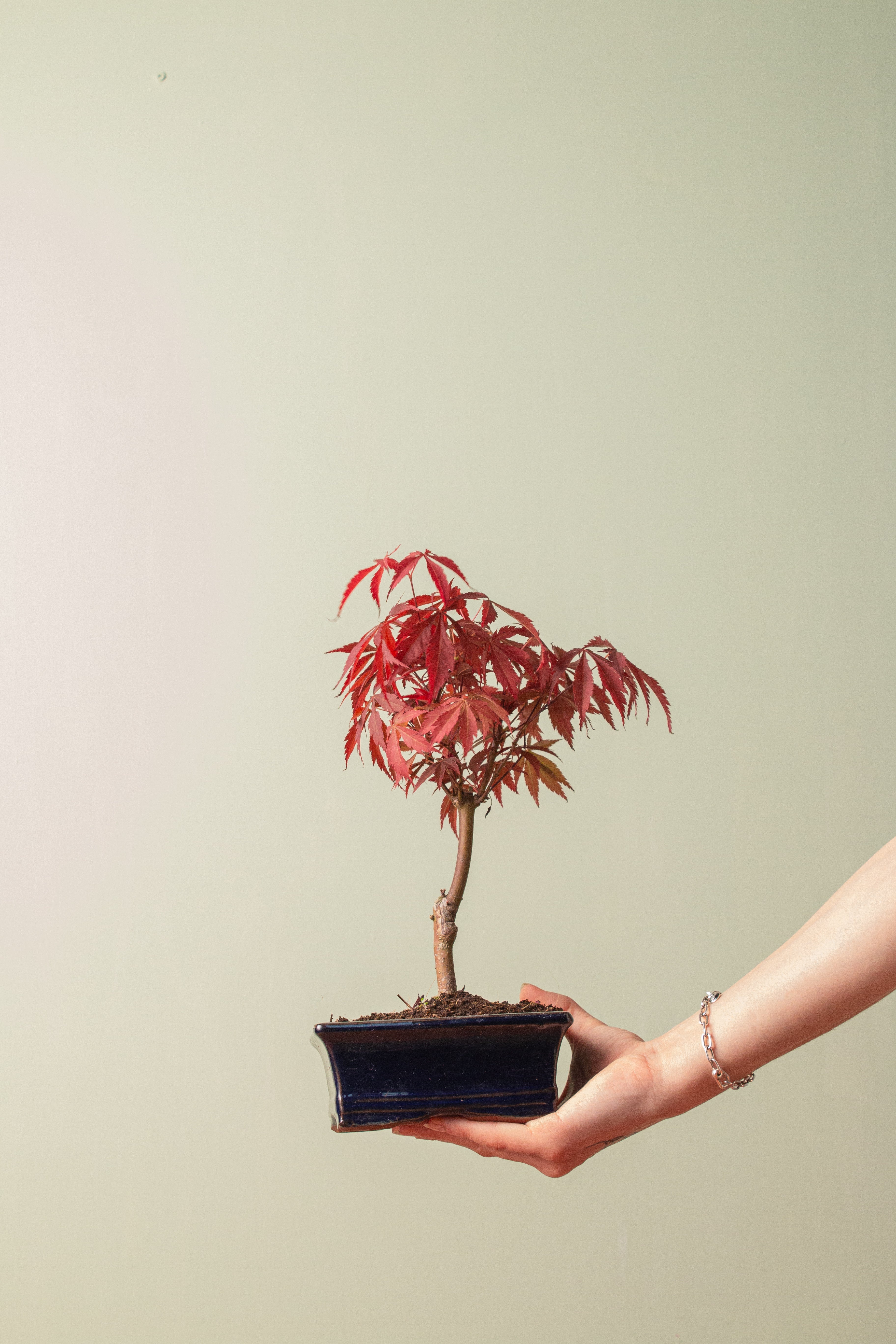 Maple