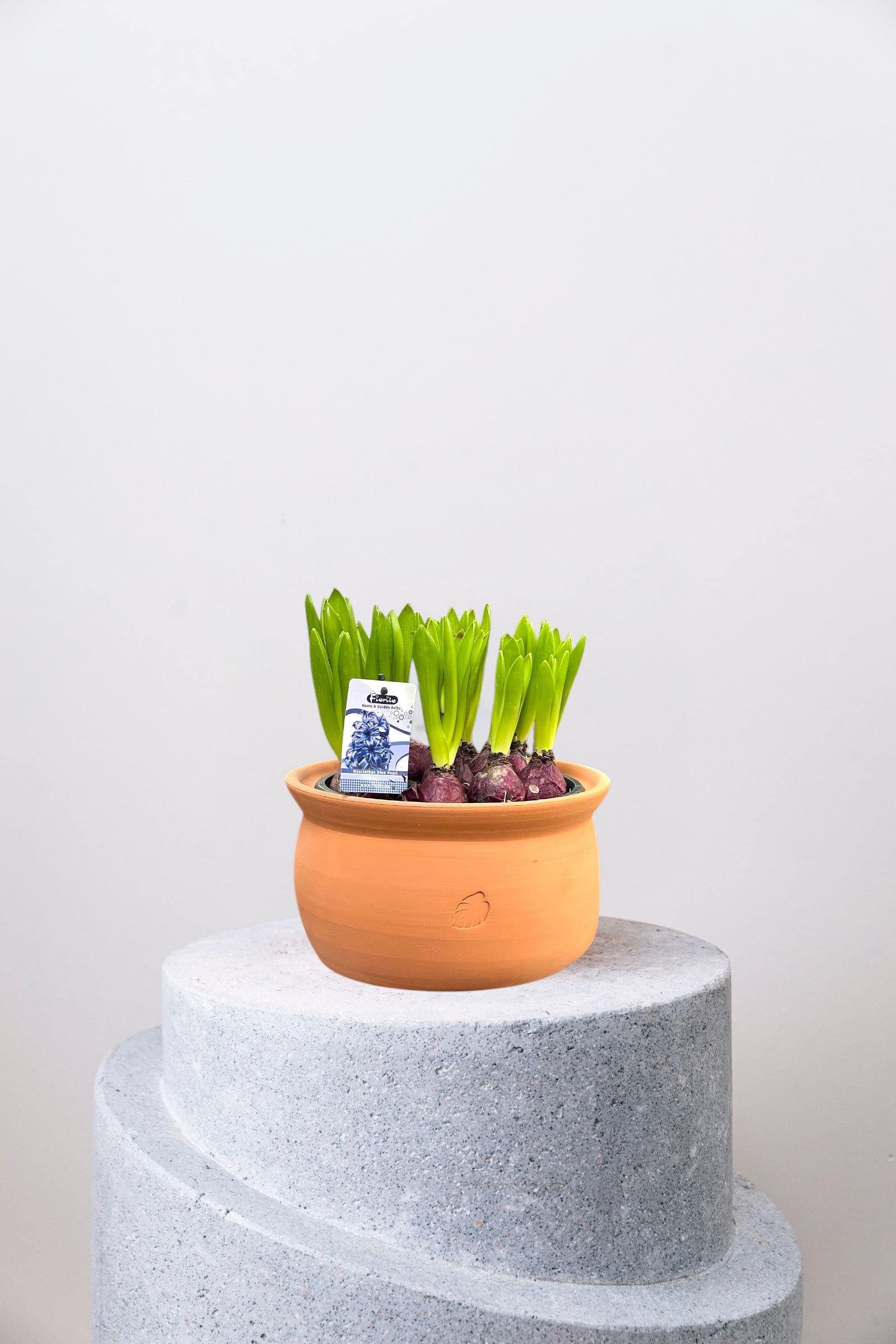 Sapphire Olla Çömlek Saksılı