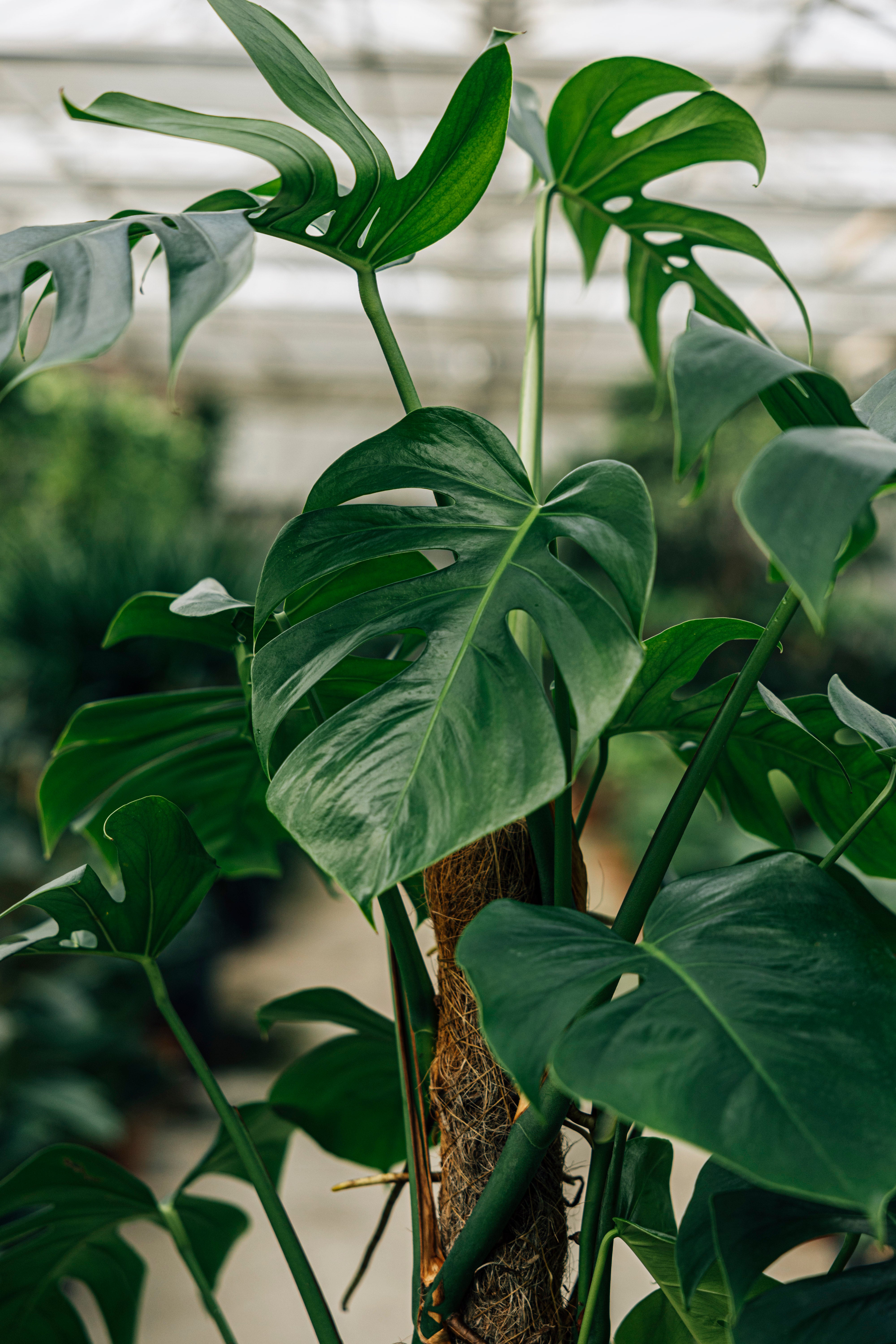 Monstera Yosun Çubuklu