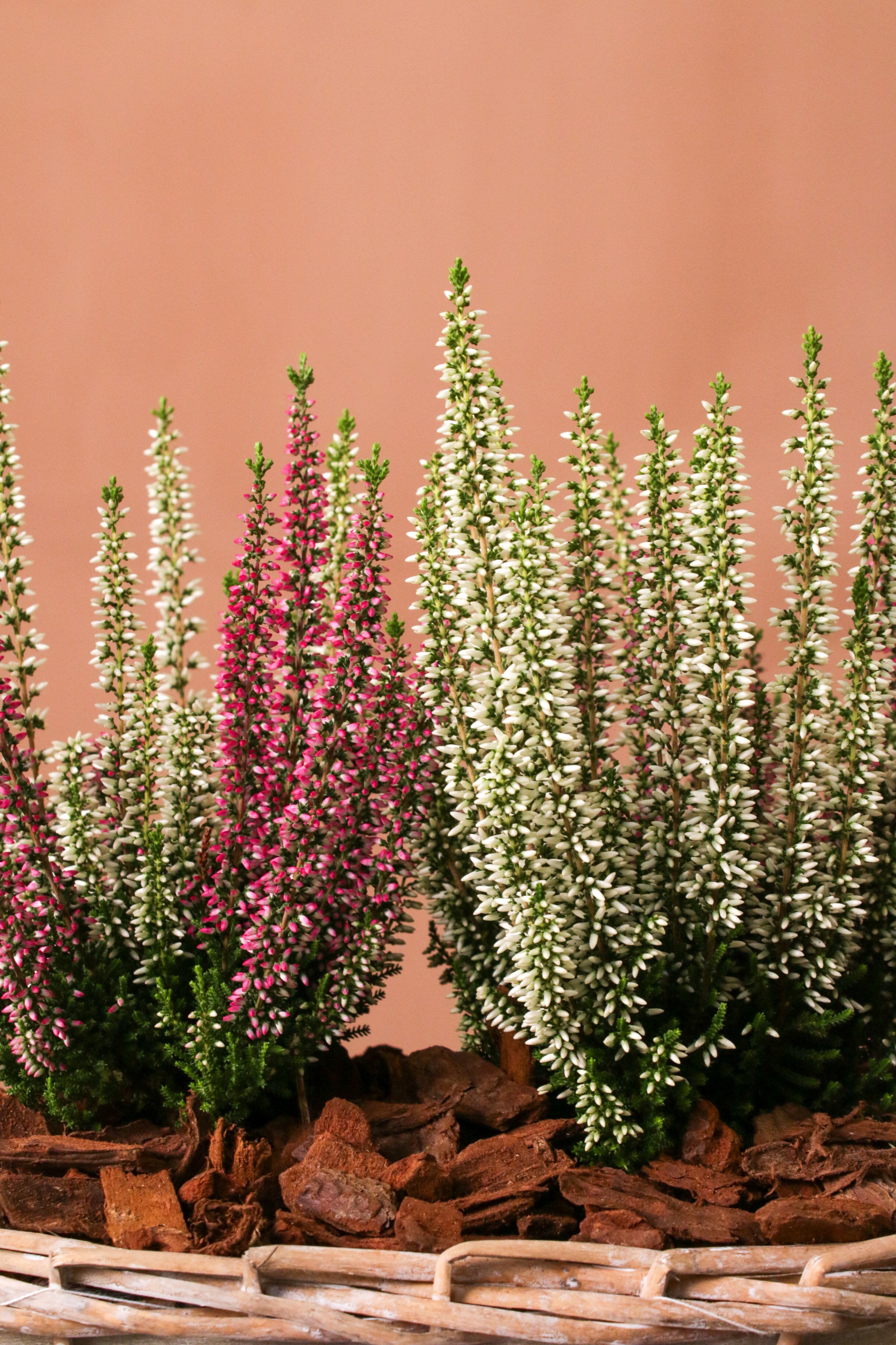 Calluna Sepetli