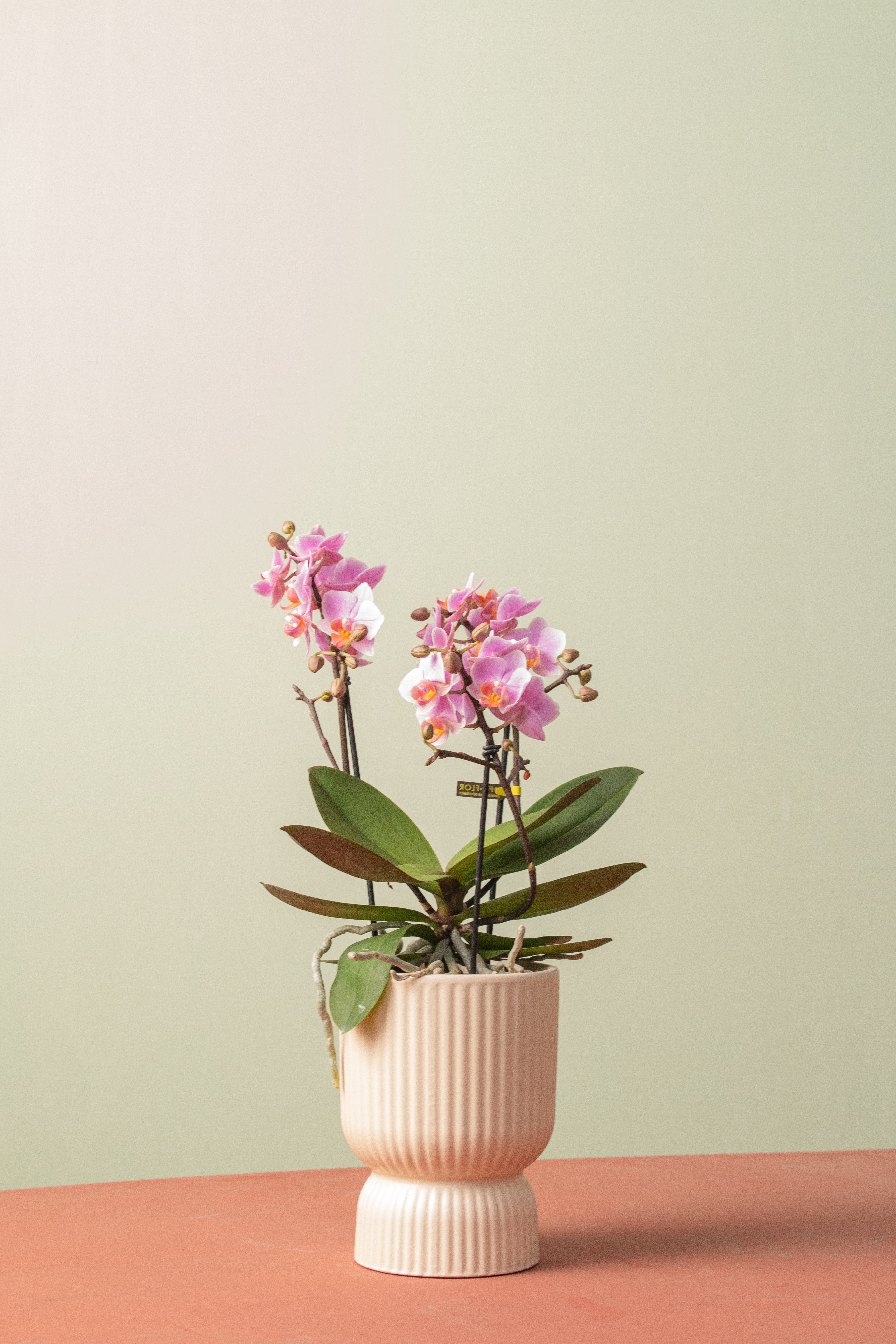 Harmony in Bloom (Orkide Seti)