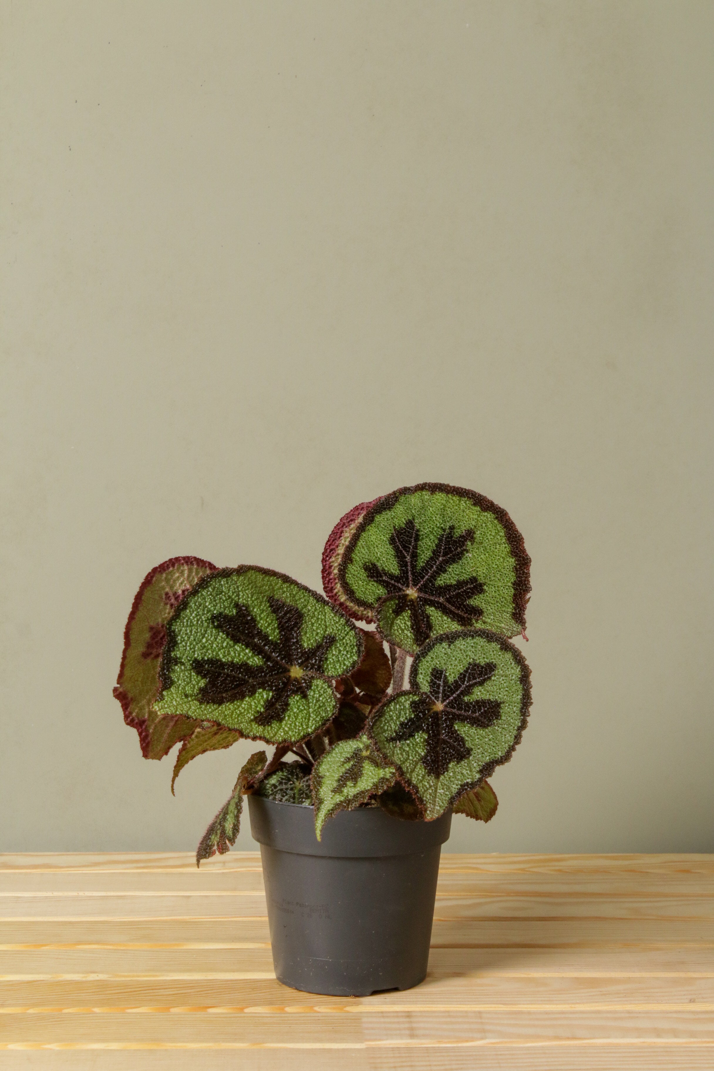 Begonia