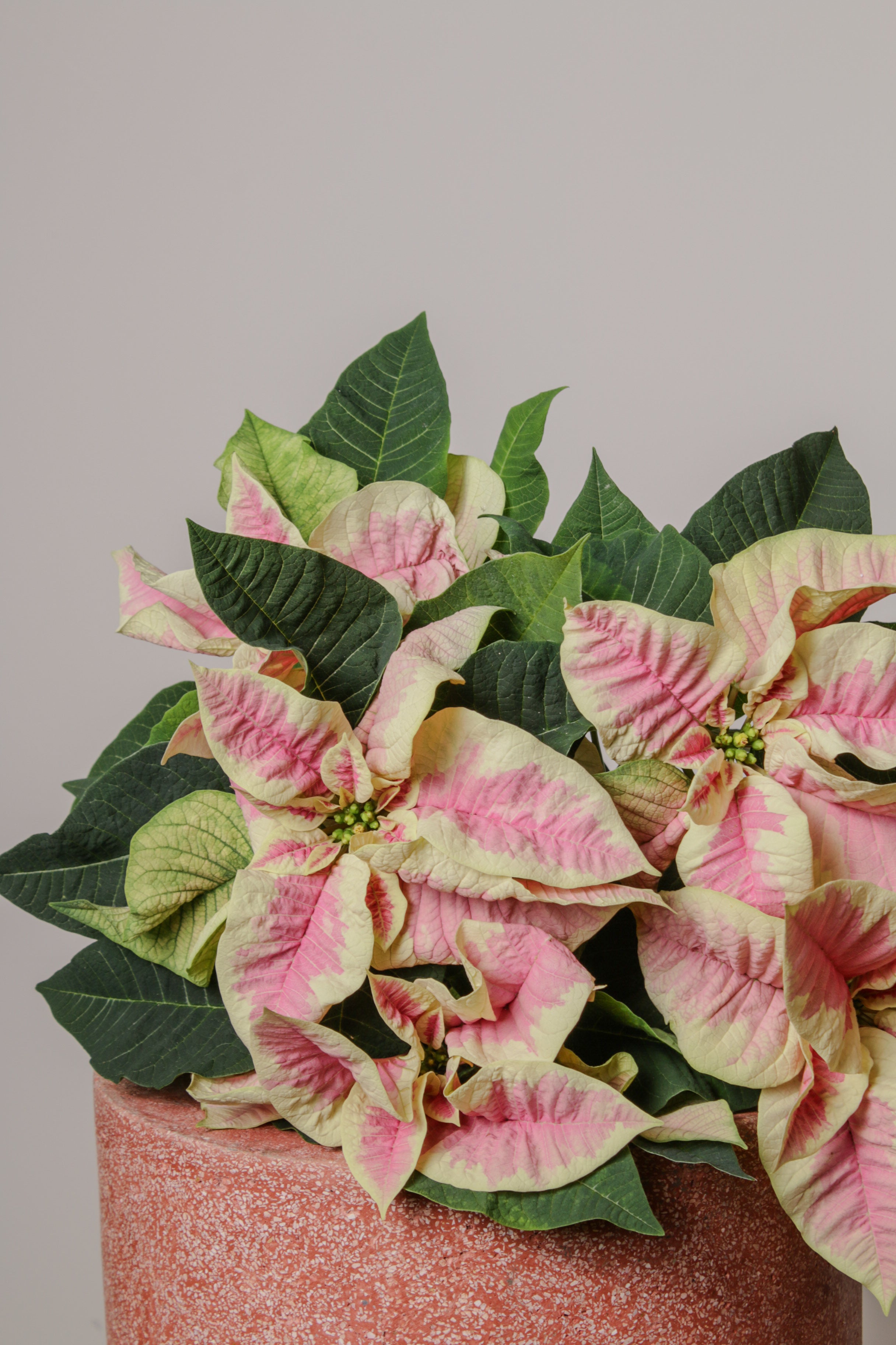 Pink Poinsettia